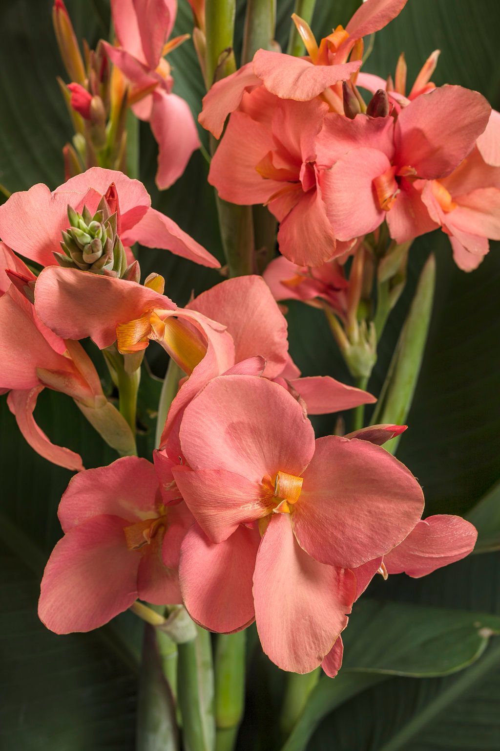 Canna Lily Toucan Coral