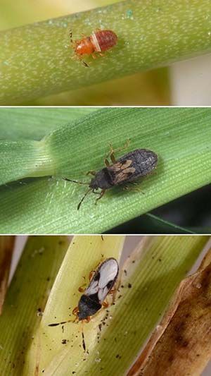 Chinch Bug Stages of Maturity