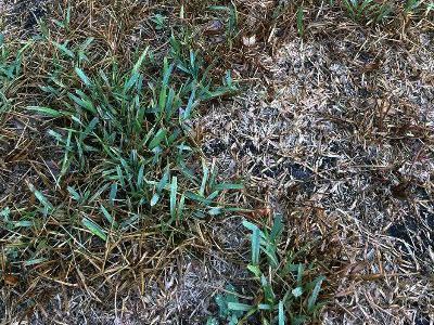 Chinch Bug Damage St. Augustine