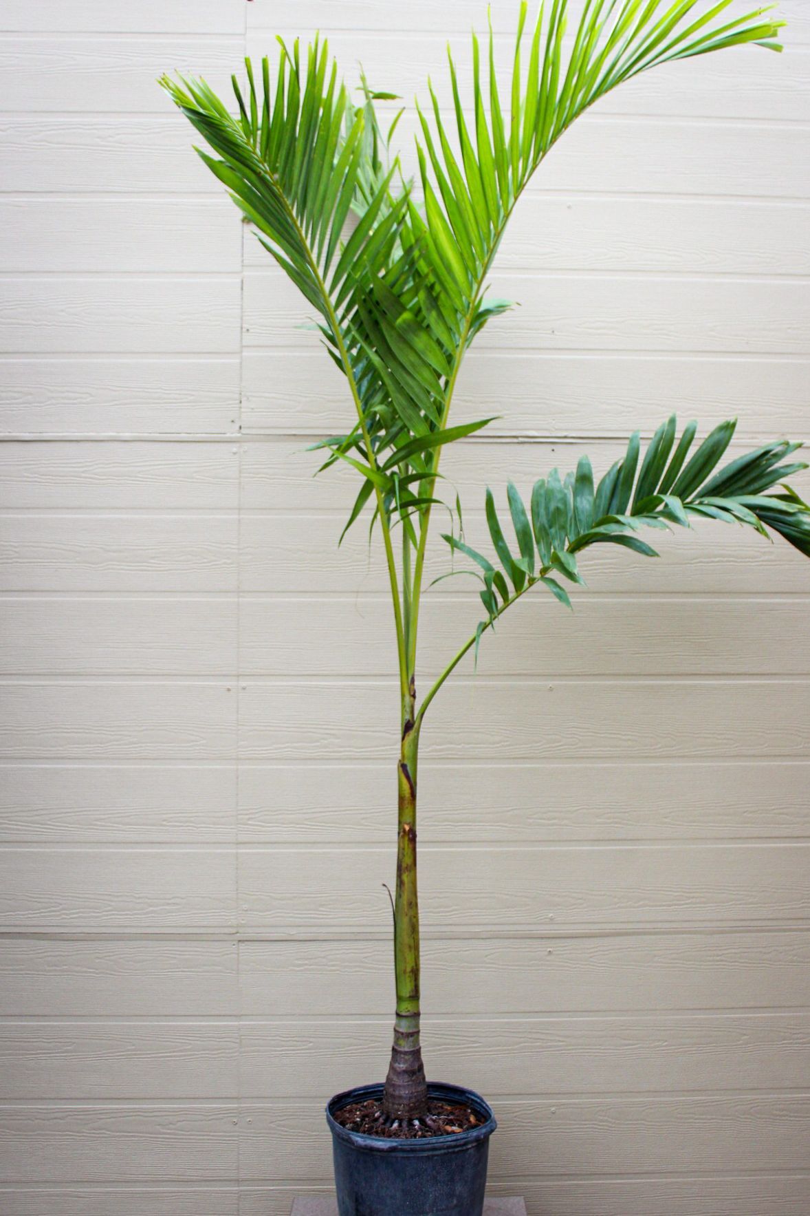 Christmas Palm