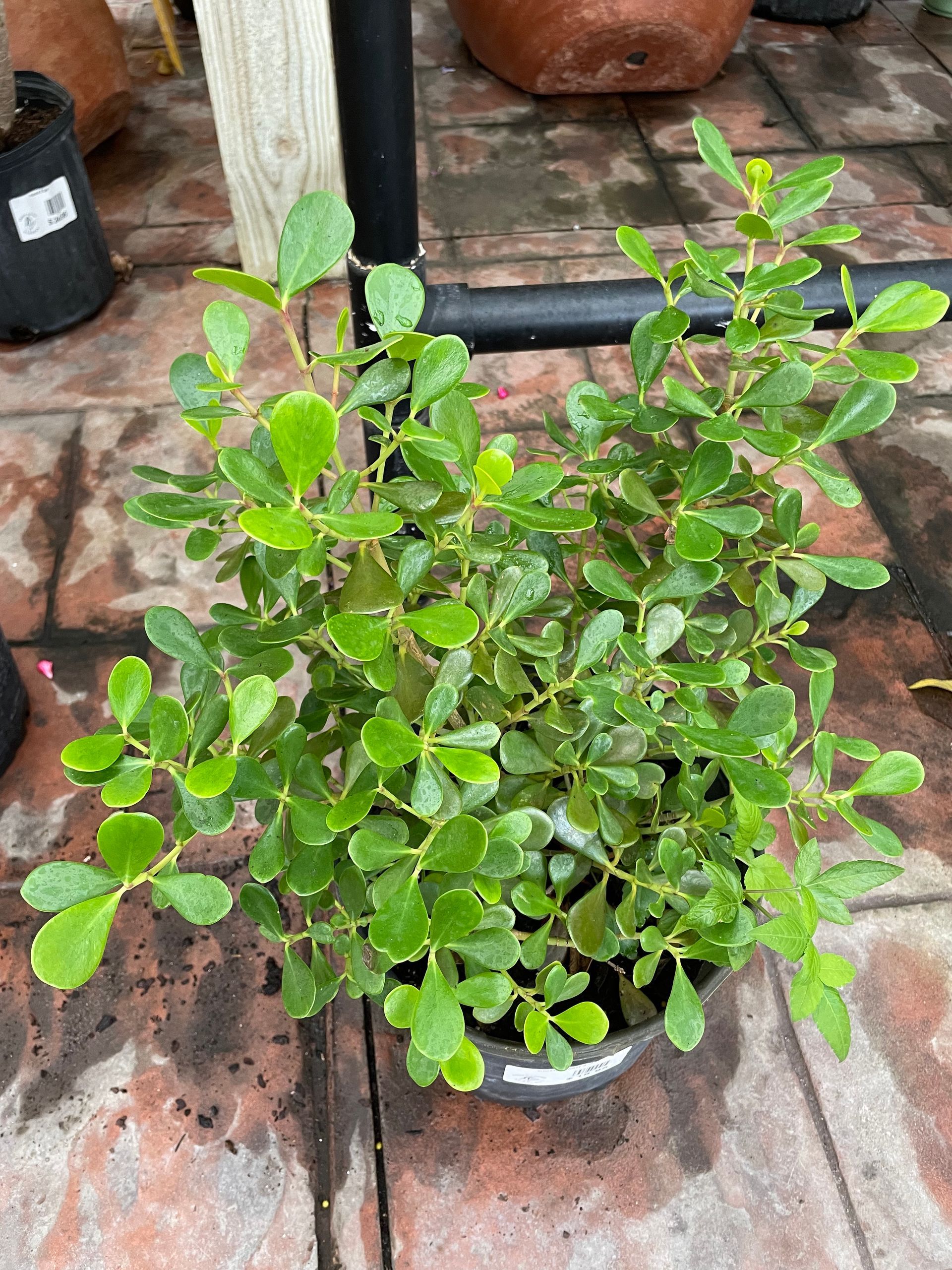 Dwarf Clusia
