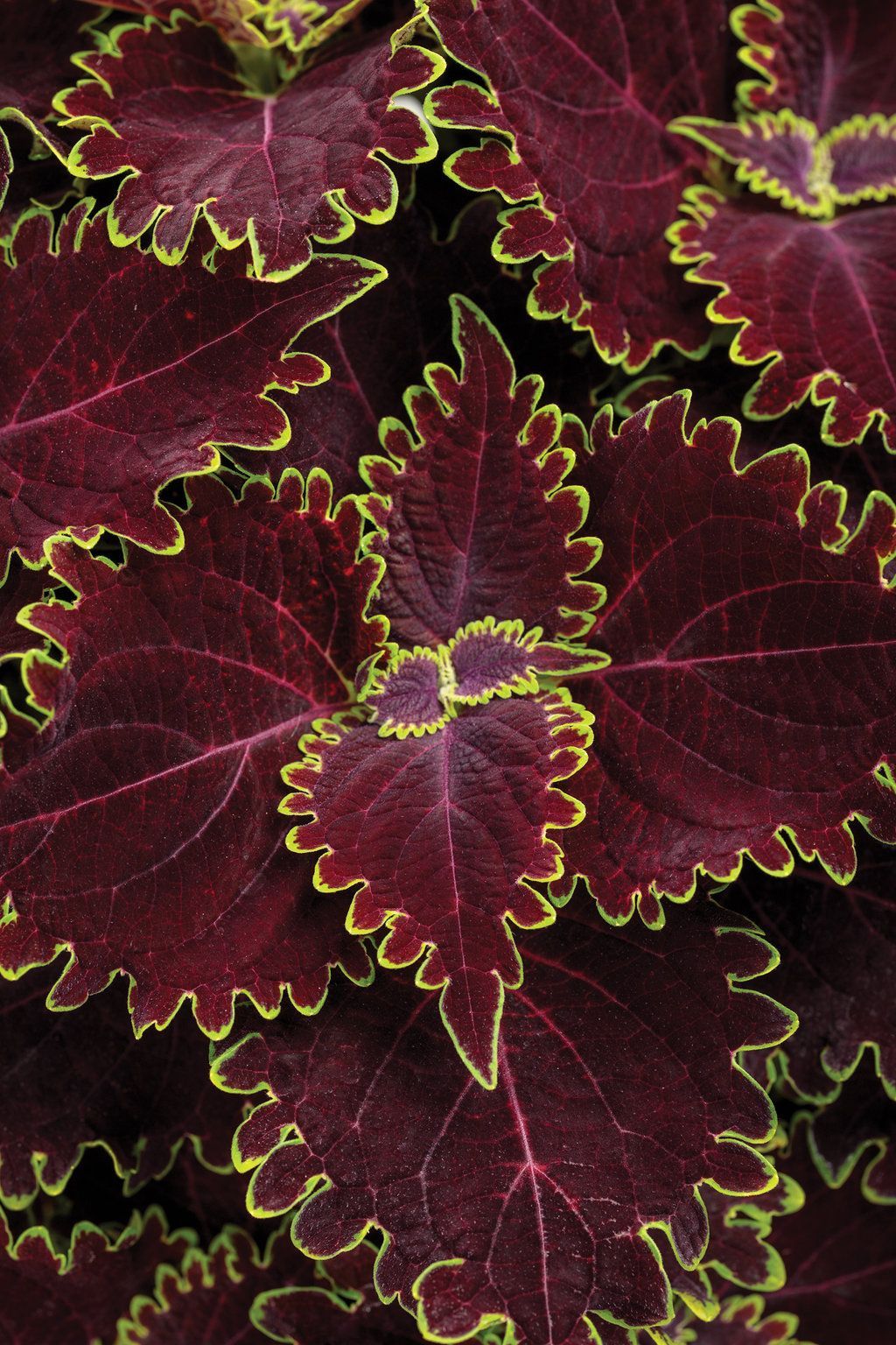 ColorBlaze Coleus Wicked Witch