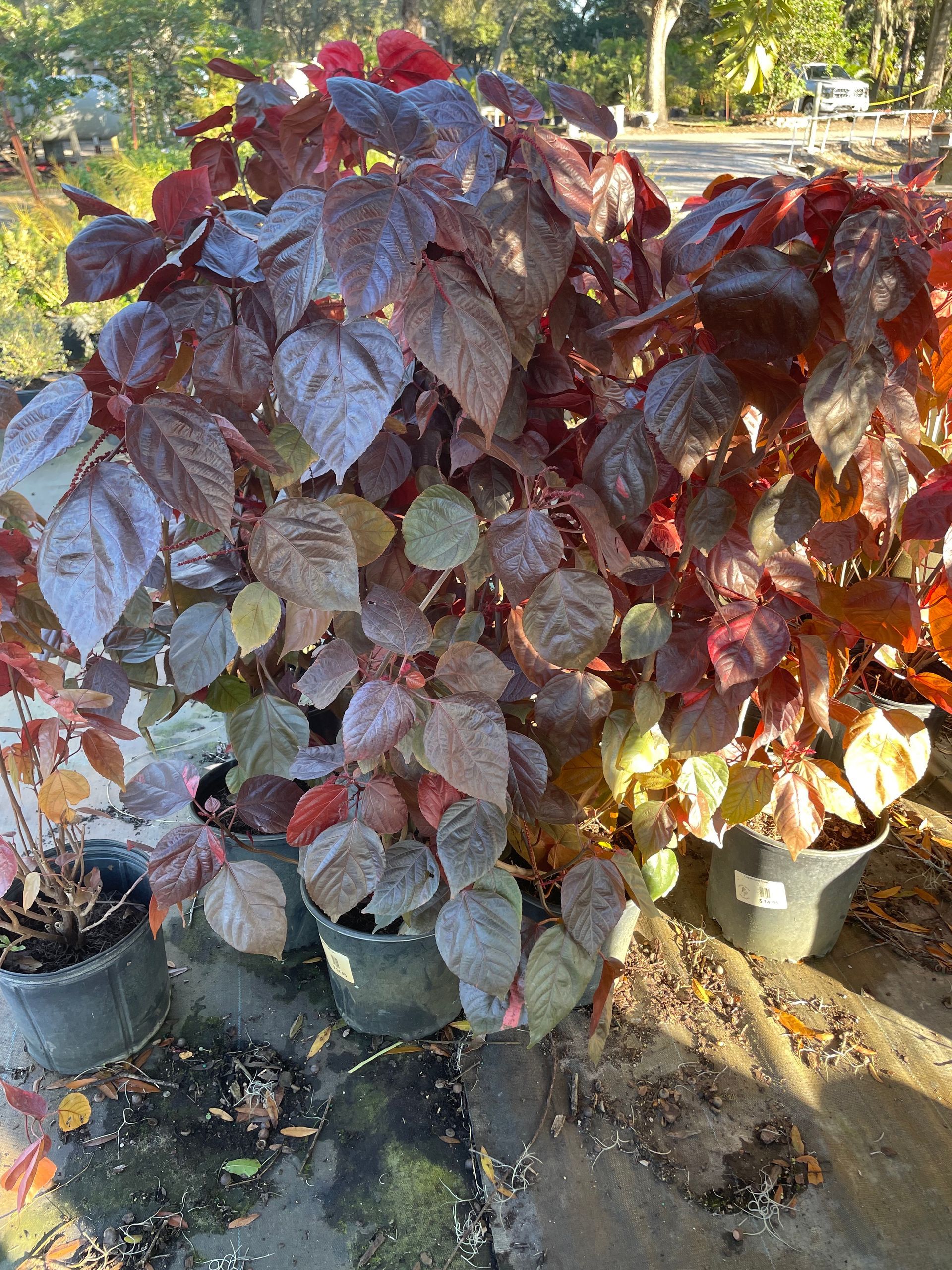 Copper Leaf