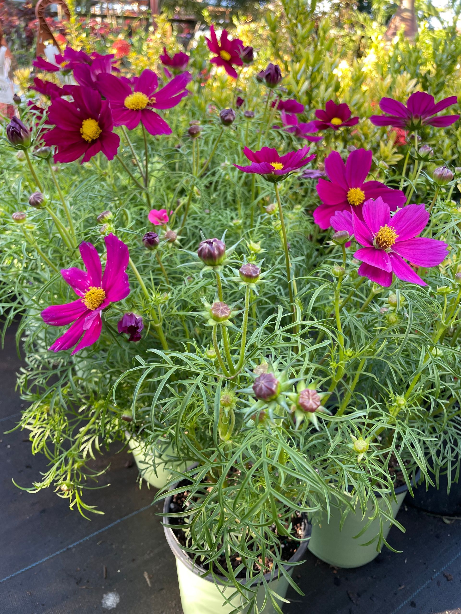 Cosmos
