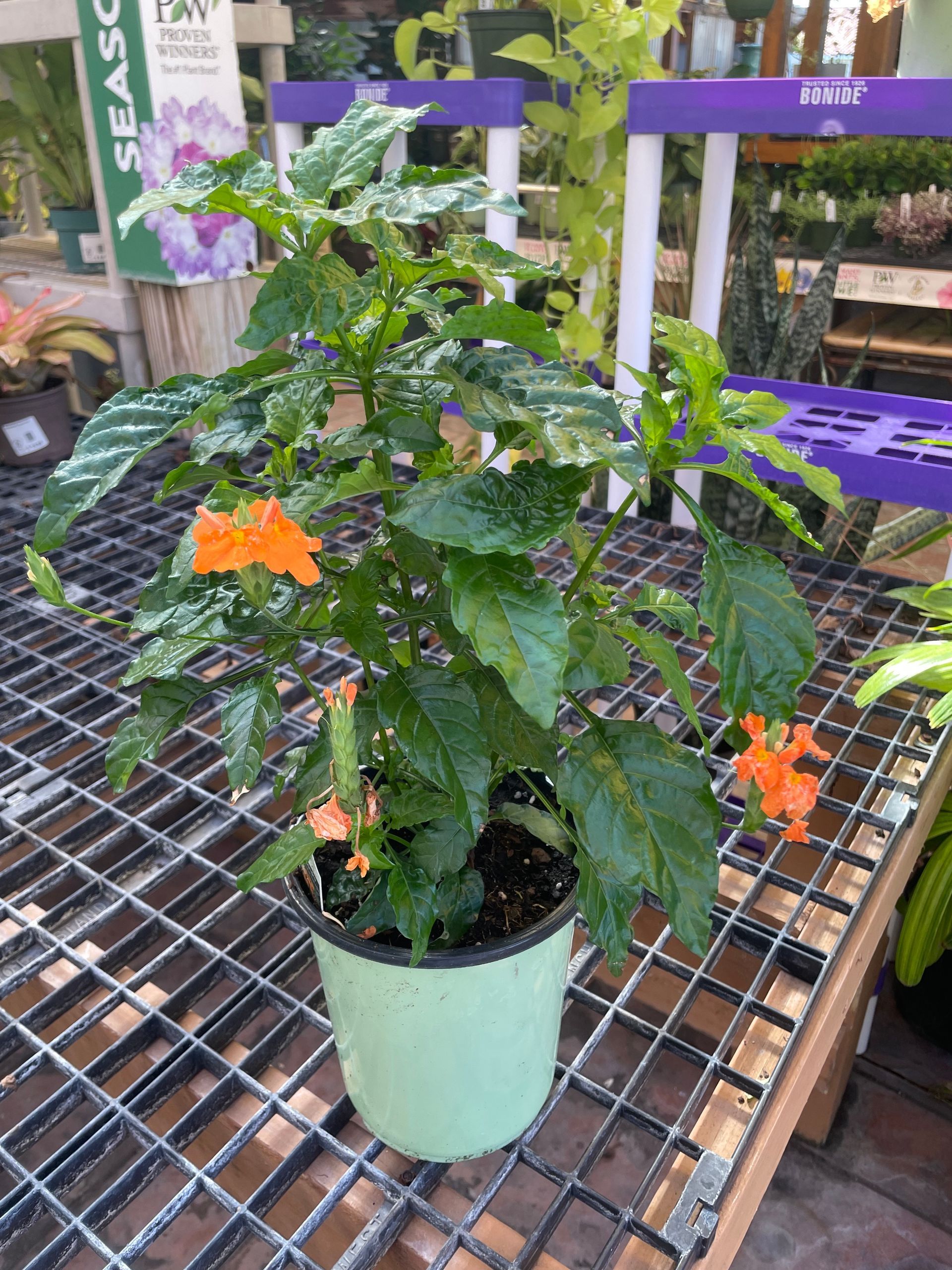 Crossandra