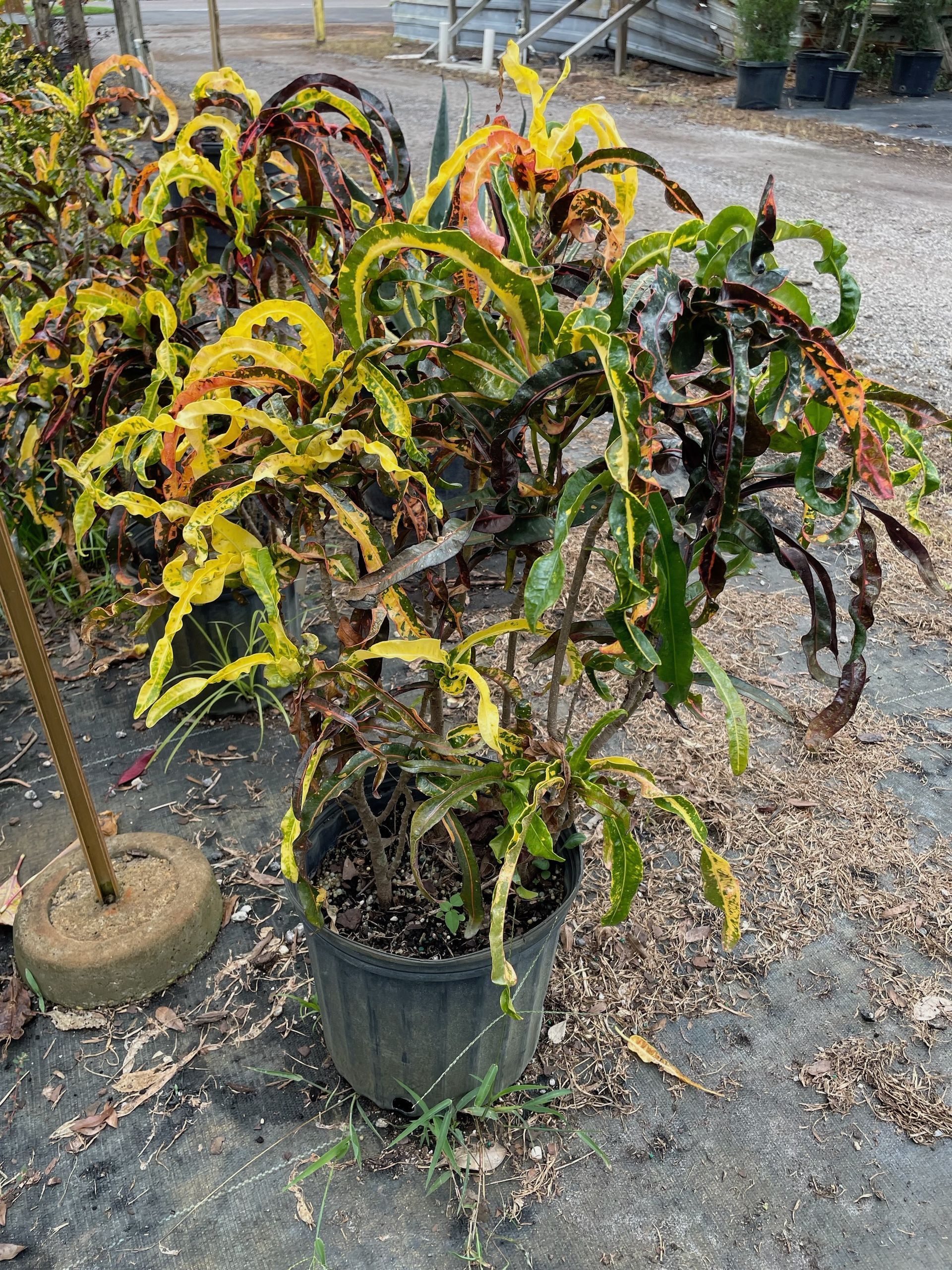 Dreadlock Croton