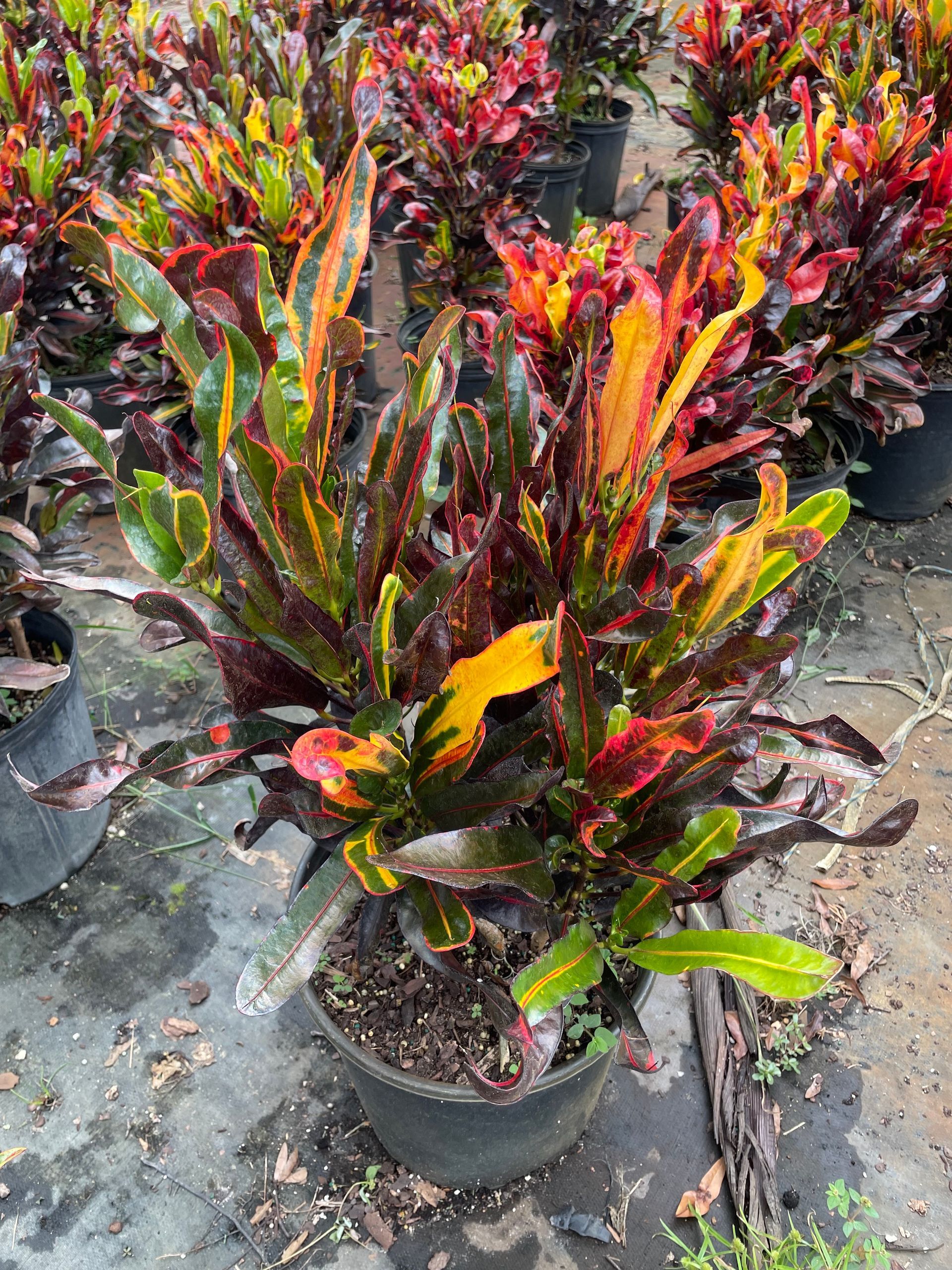 Mammy Croton