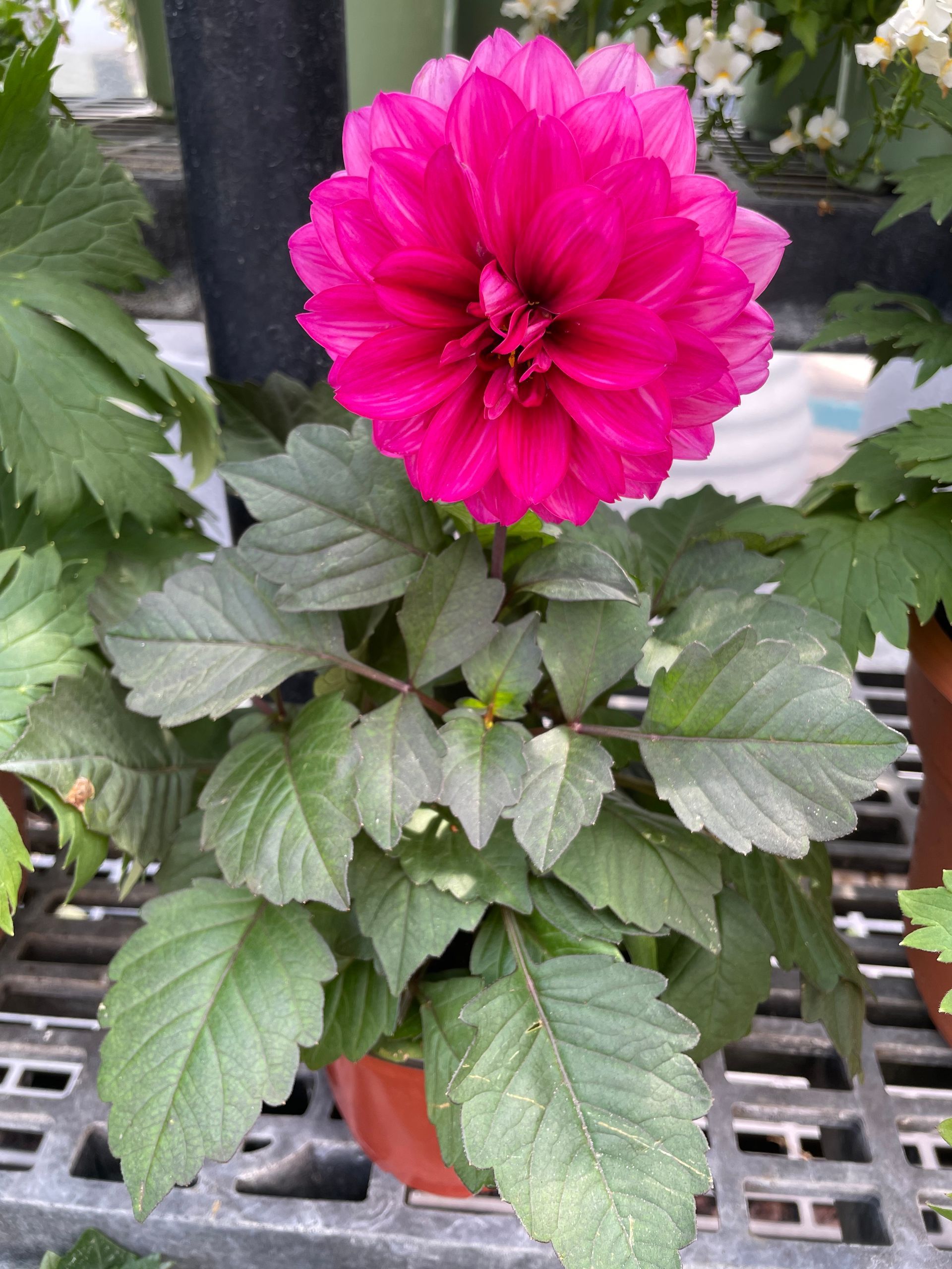 Dahlia