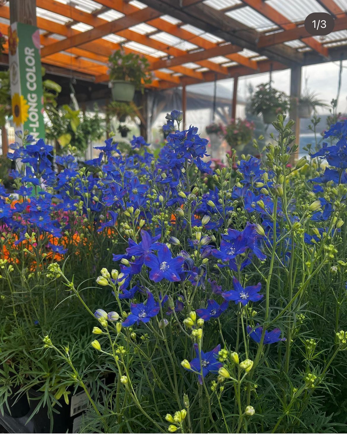 Delphinium