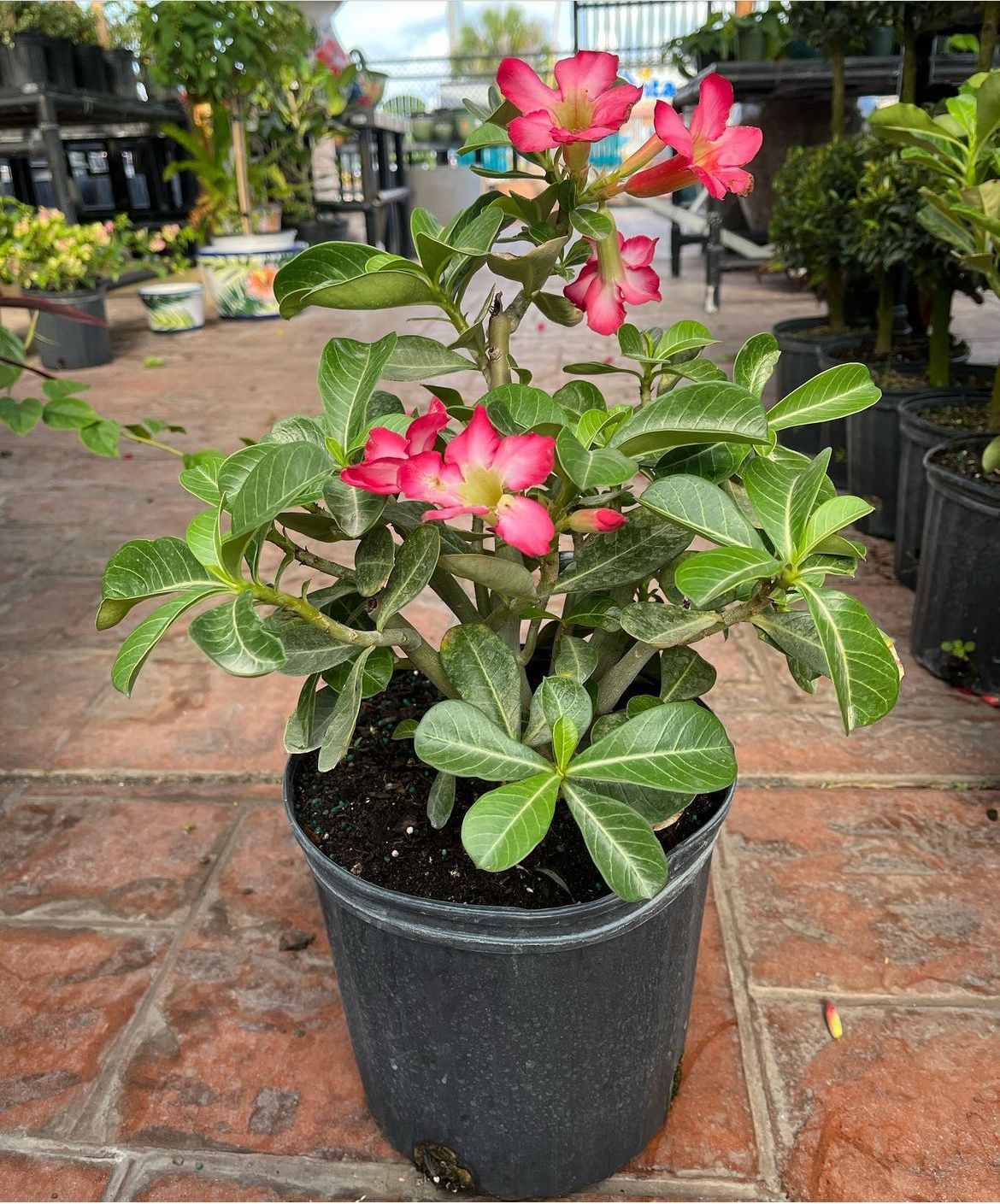 Desert Rose