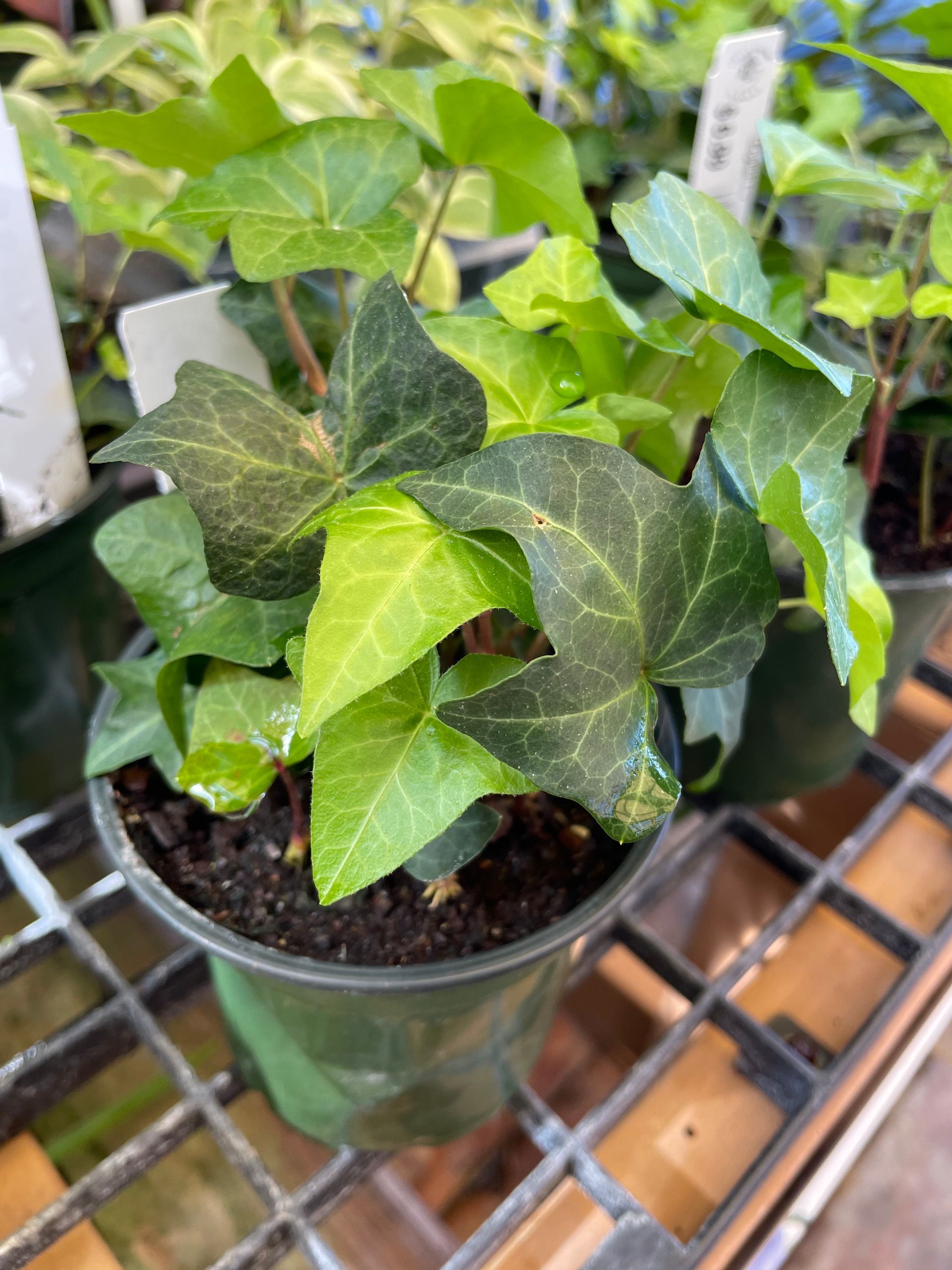 English Ivy