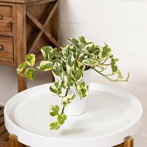 Epipremnum Aureum Beautifall Njoy