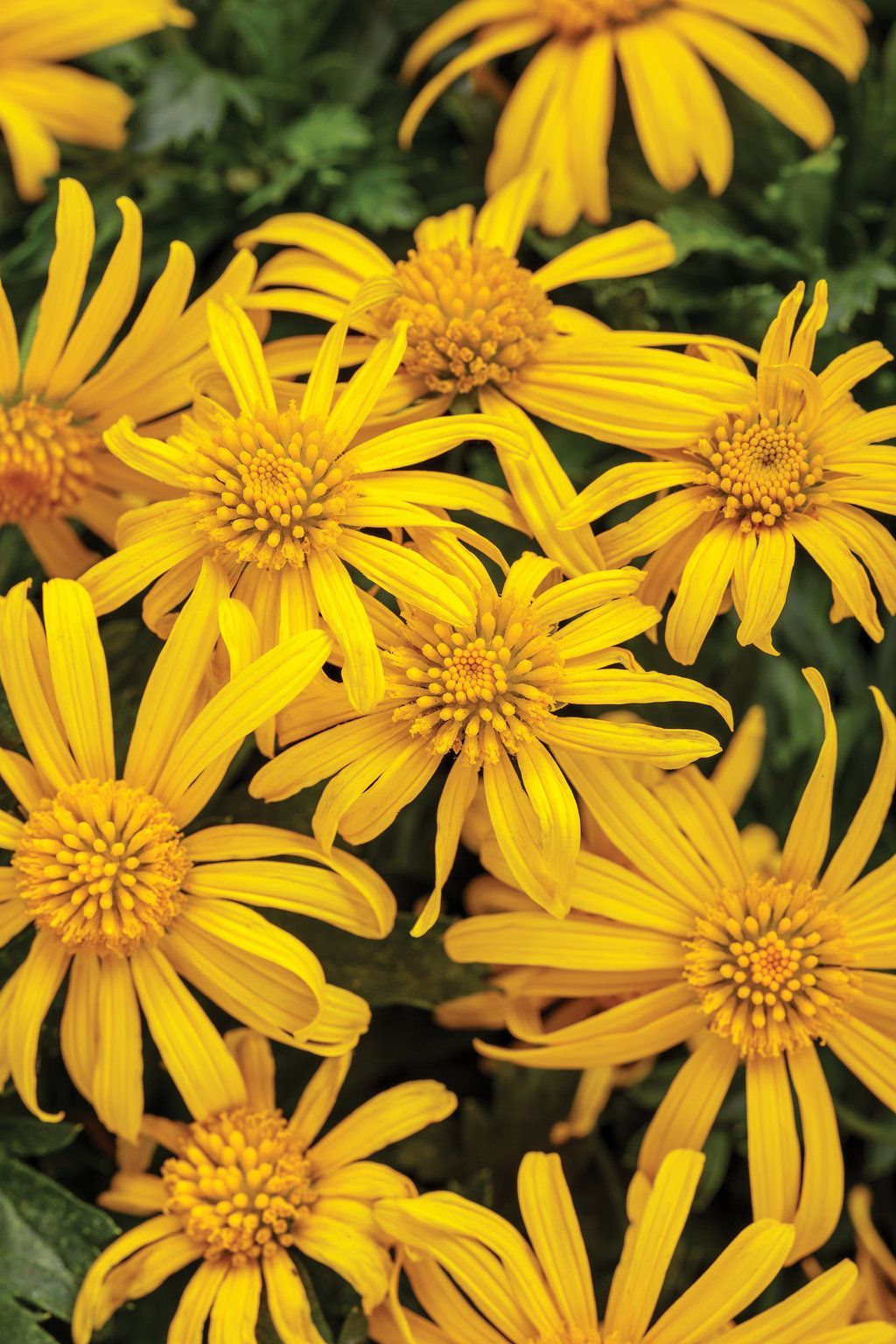 High Noon Bush Daisy