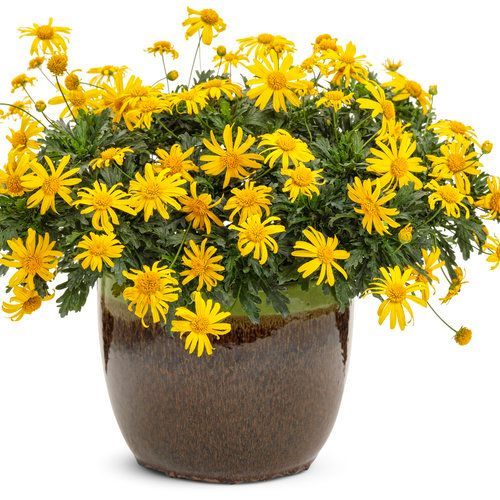 High Noon Bush Daisy Pot