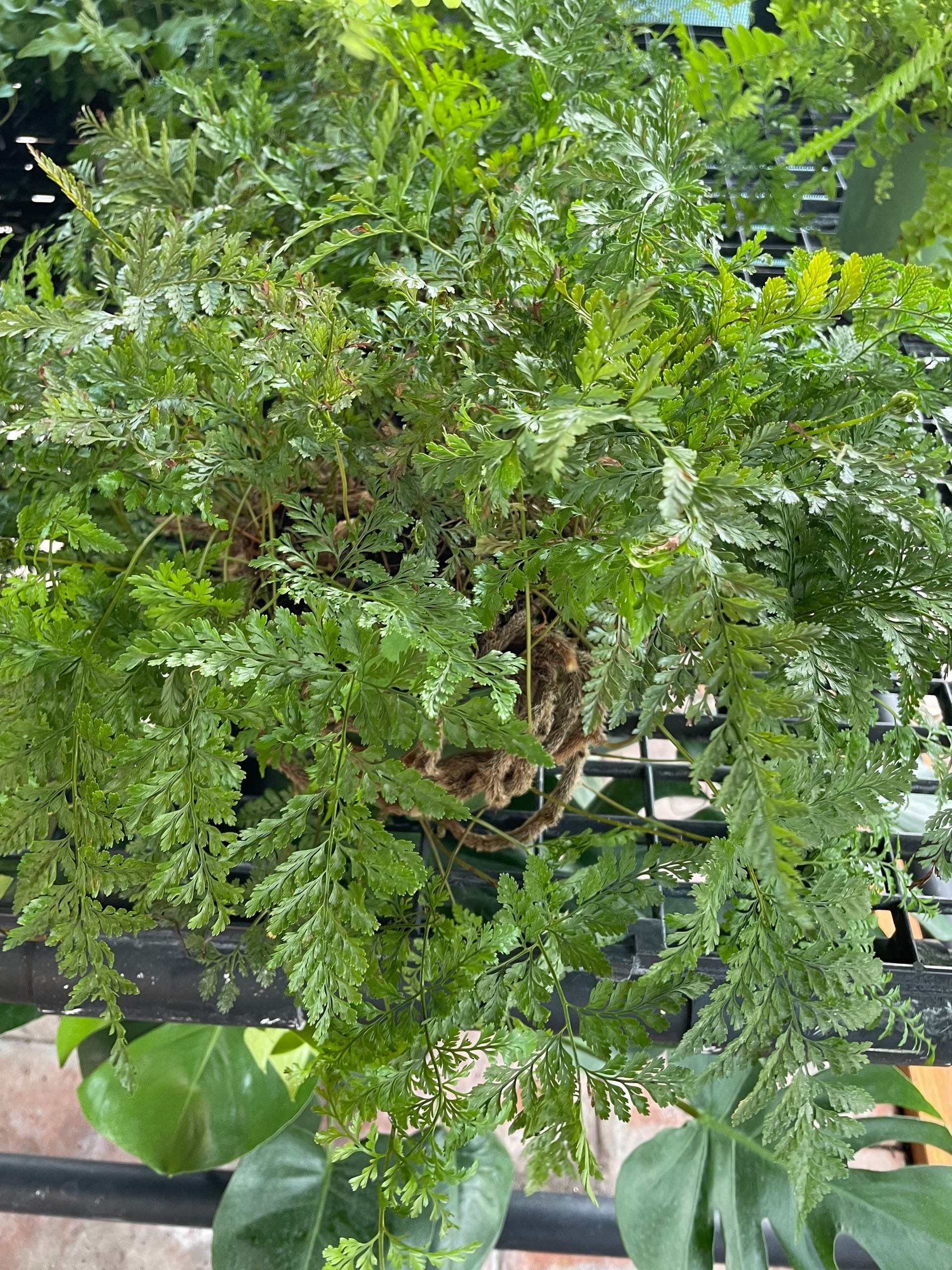 Rabbit's Foot Fern