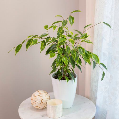 Ficus Benjamina Cling-On Anastasia