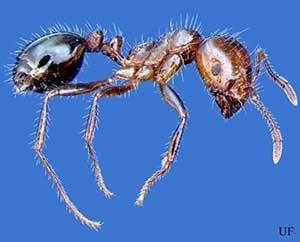 Fire Ant
