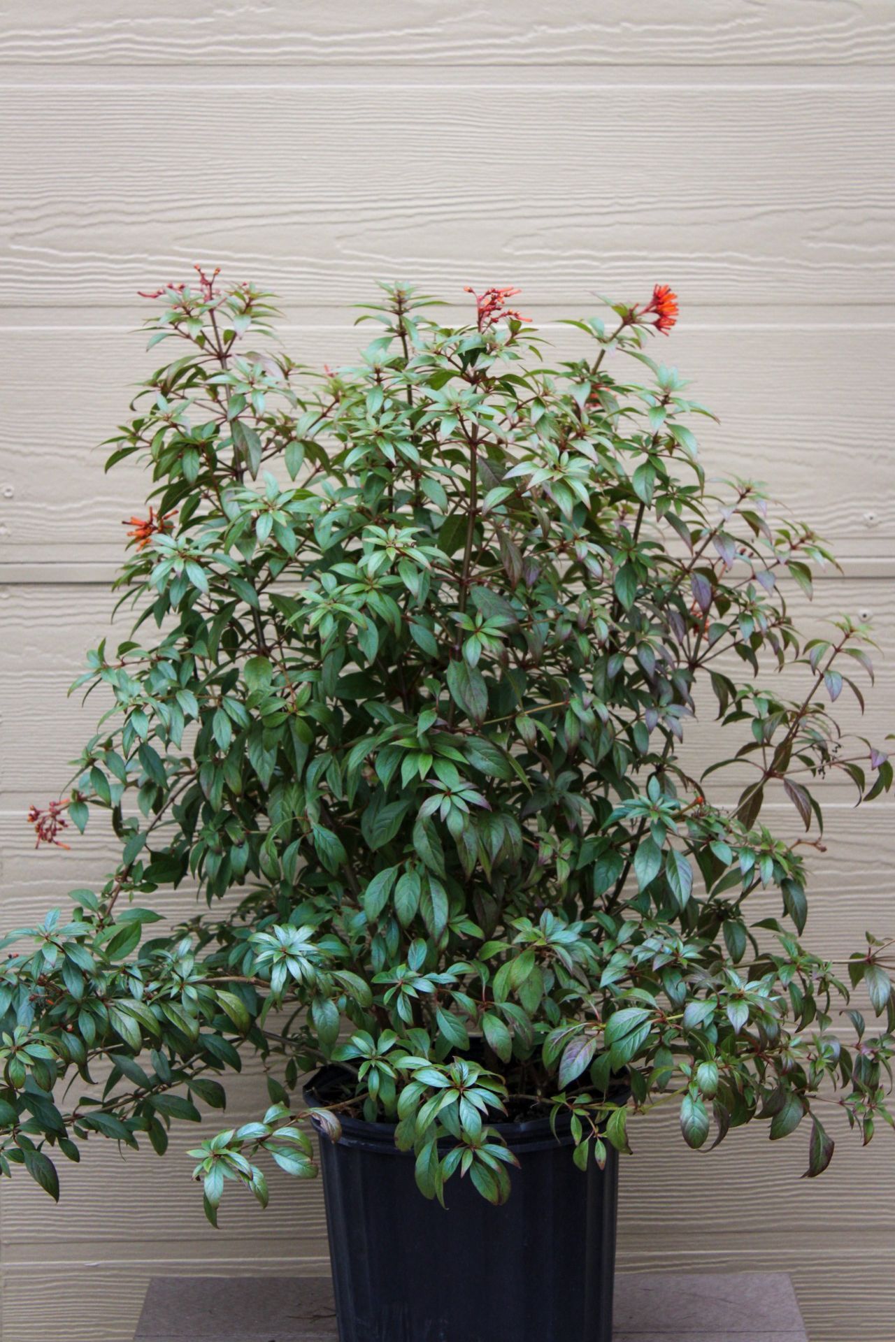 Firebush