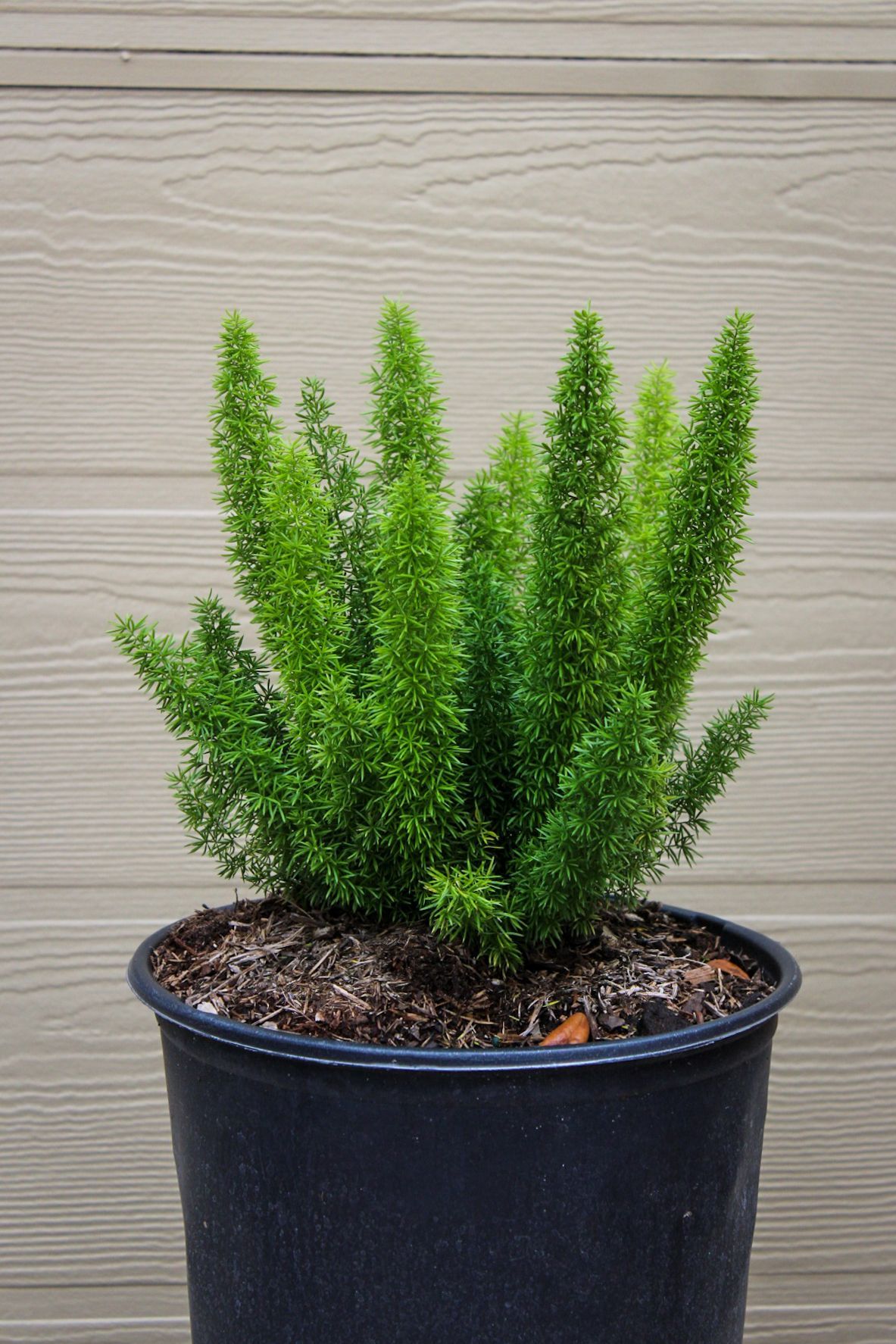 Foxtail Fern