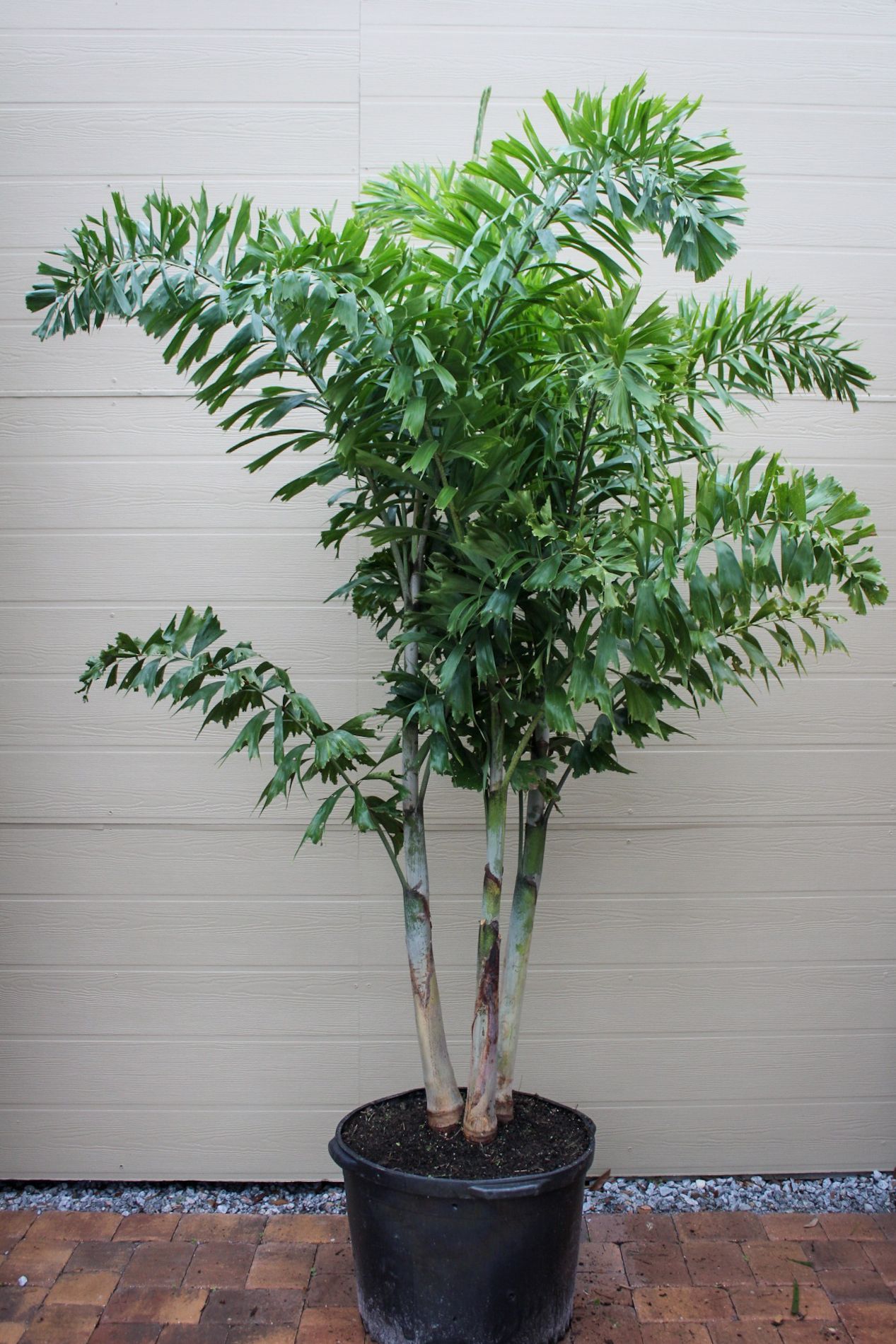 Foxtail Palm