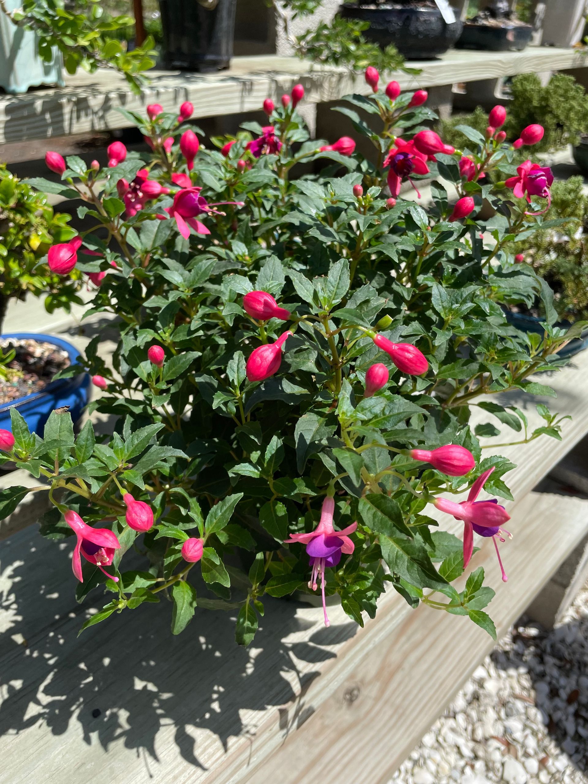 Fuchsia