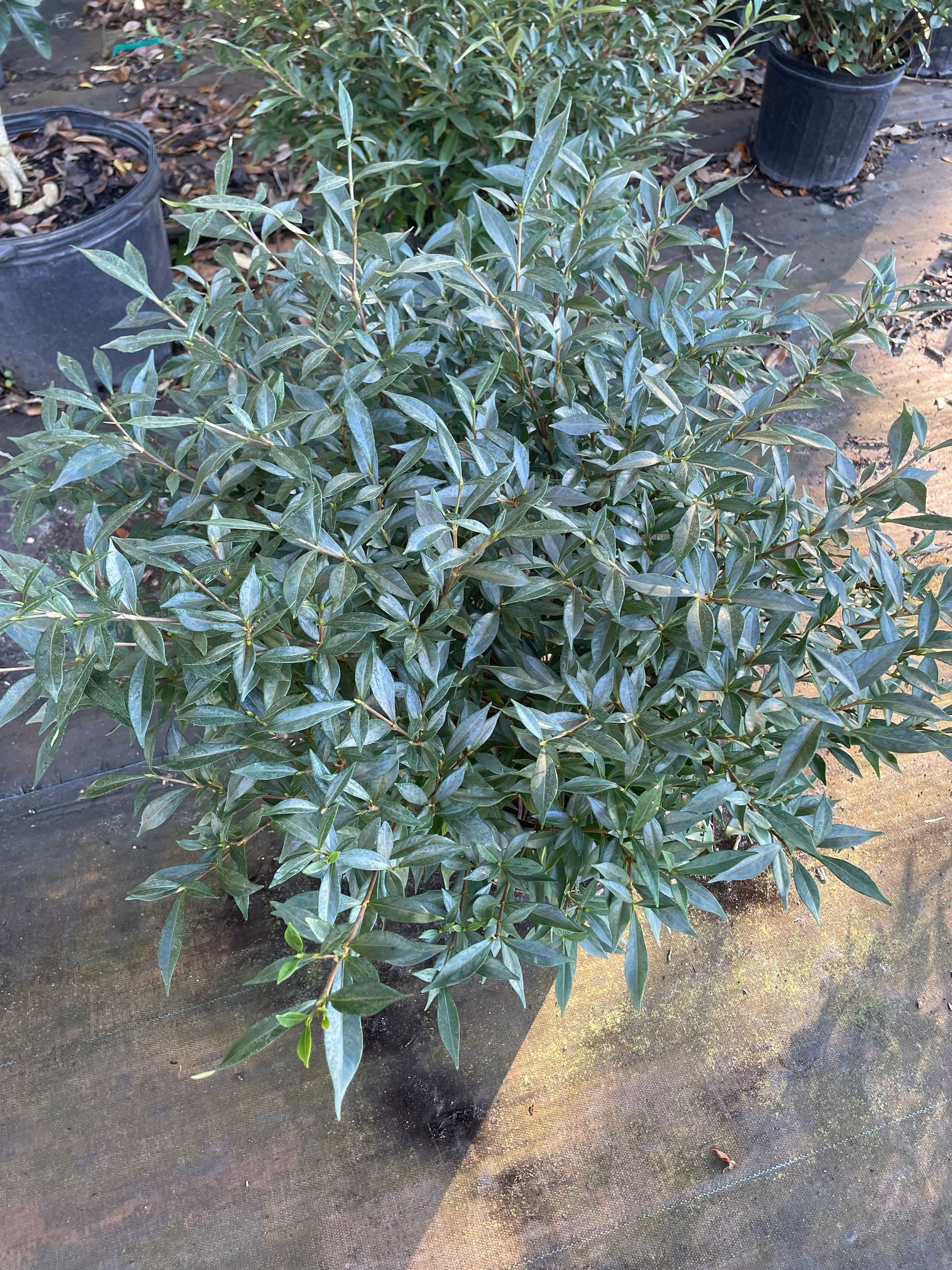 Frostproof Gardenia