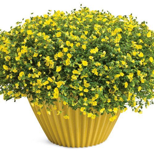 GoldDust Mecardonia Pot