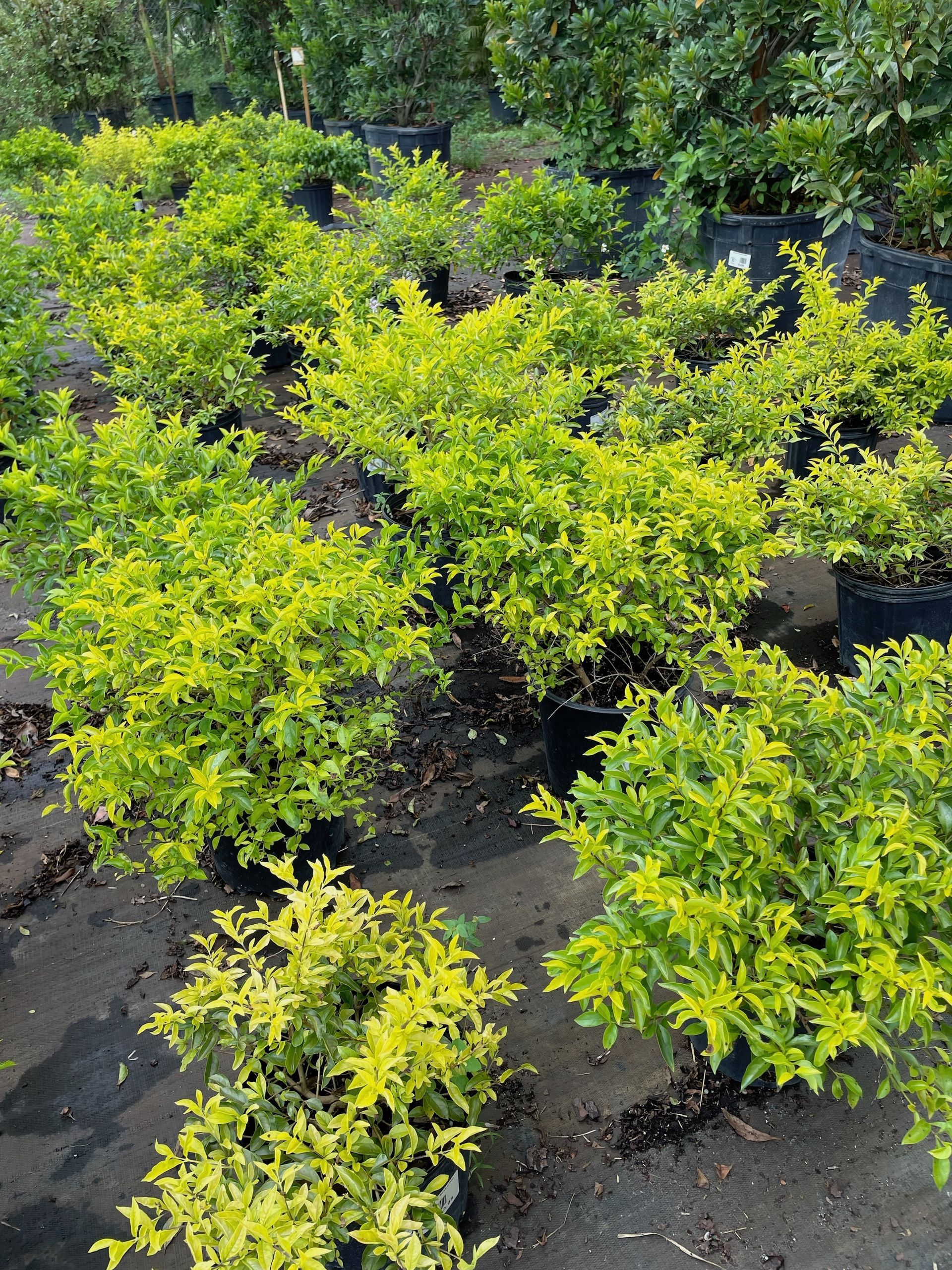 Gold Mound Duranta