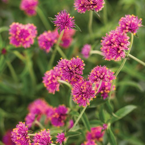 Truffula Gomphrena