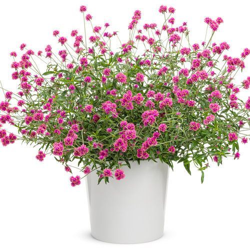 Truffula Gomphrena Pot