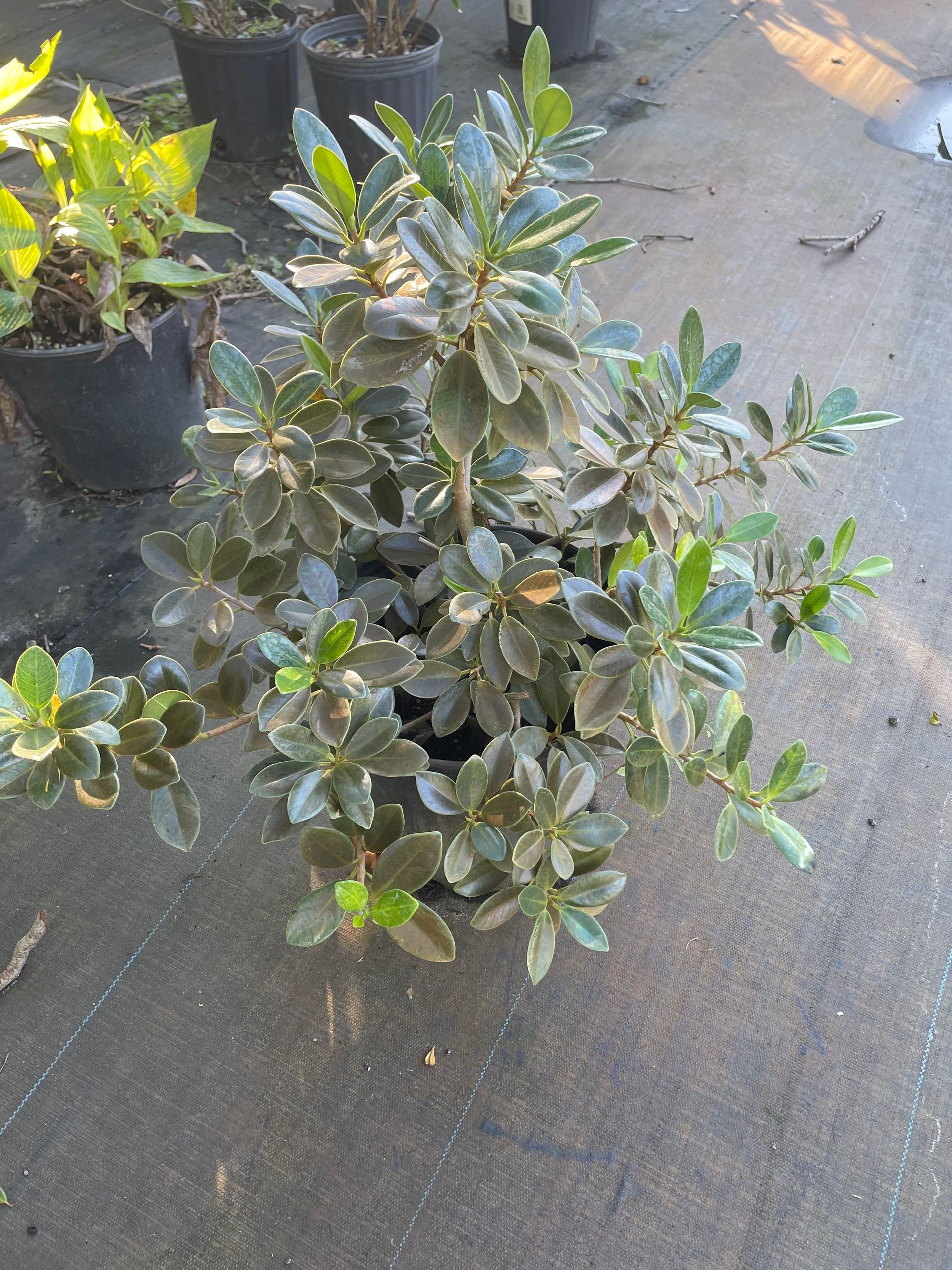 Green Island Ficus