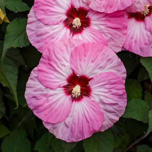 Hibiscus Summerific Spinderella