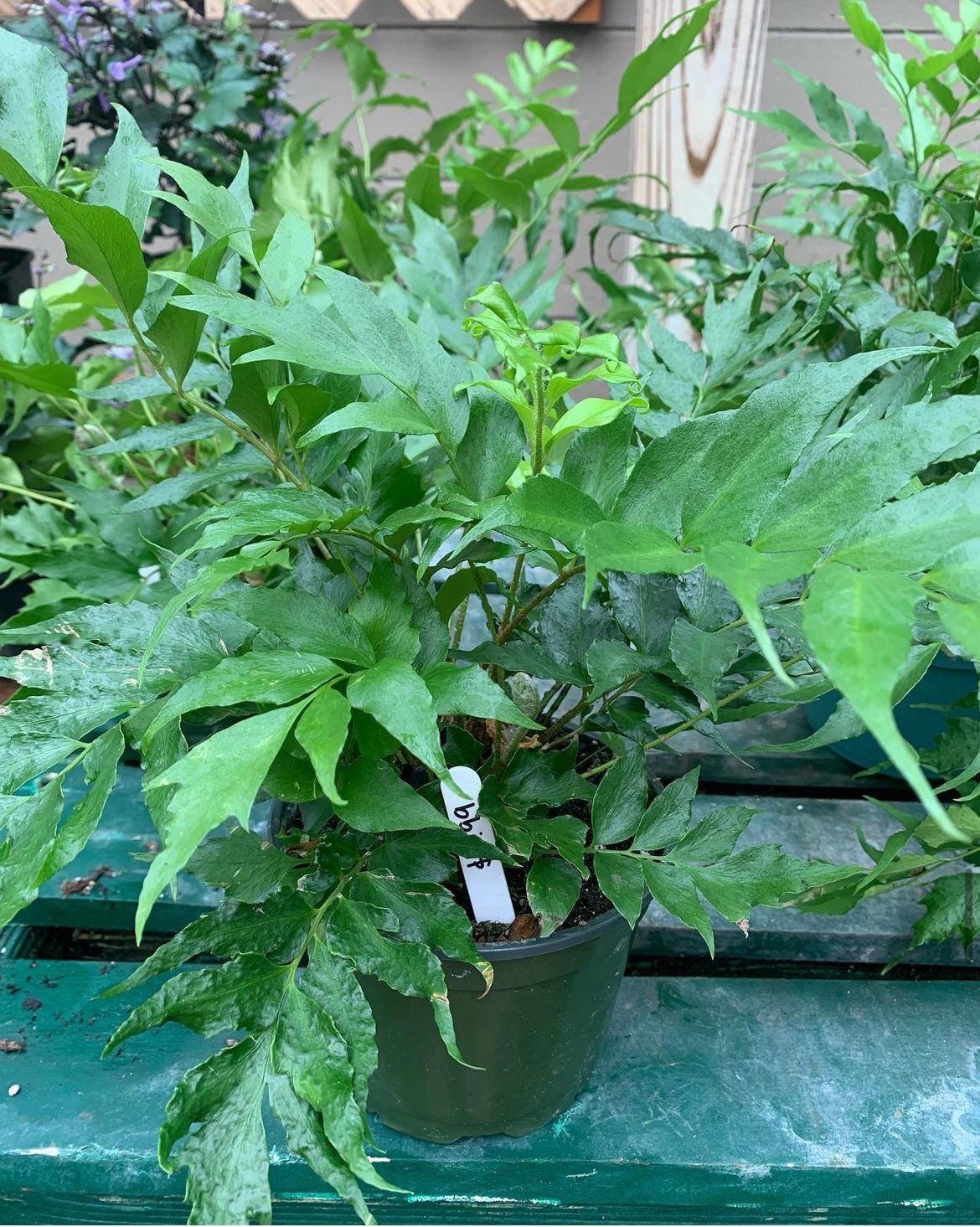 Holly Fern
