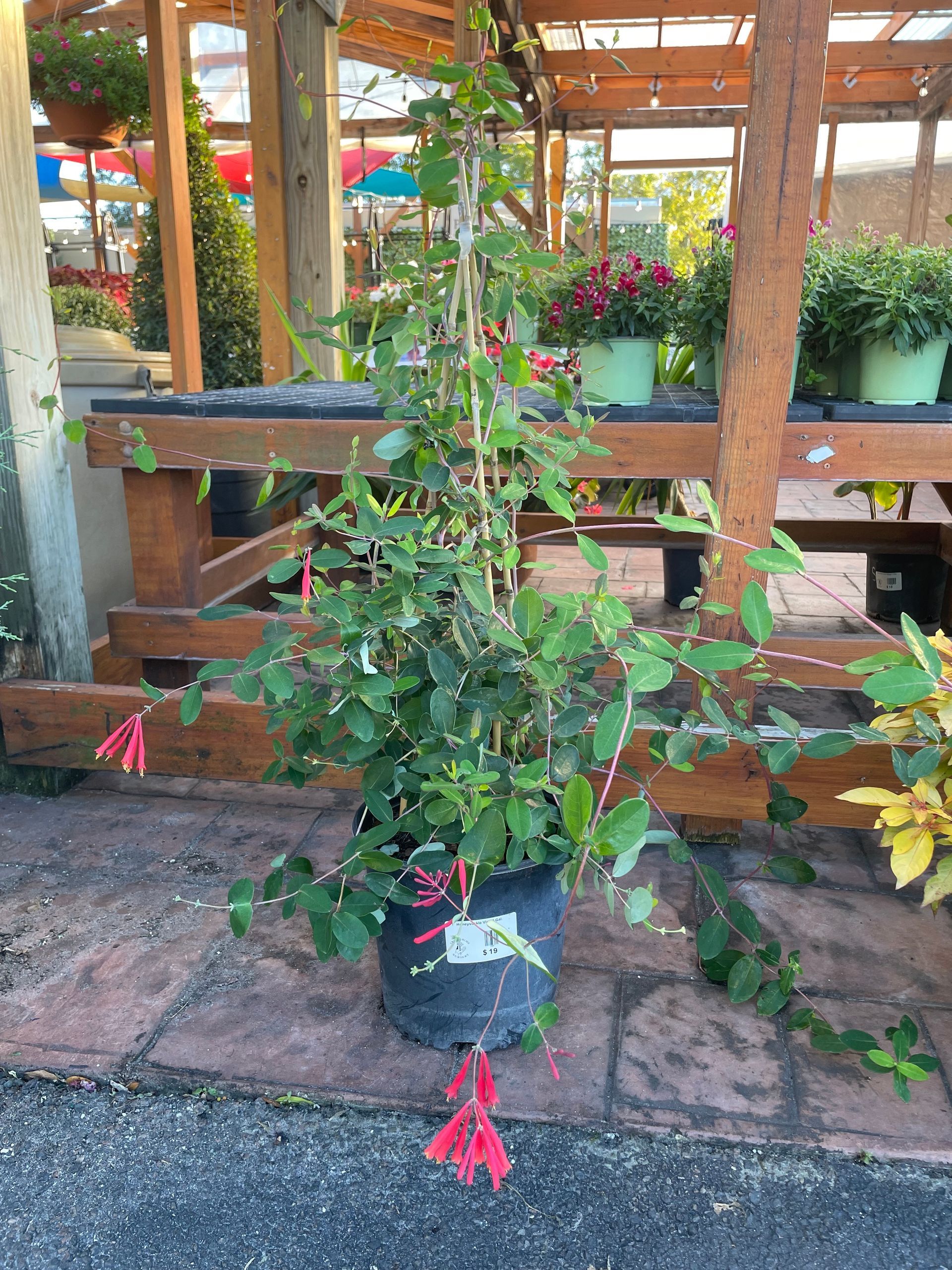 Honeysuckle Vine