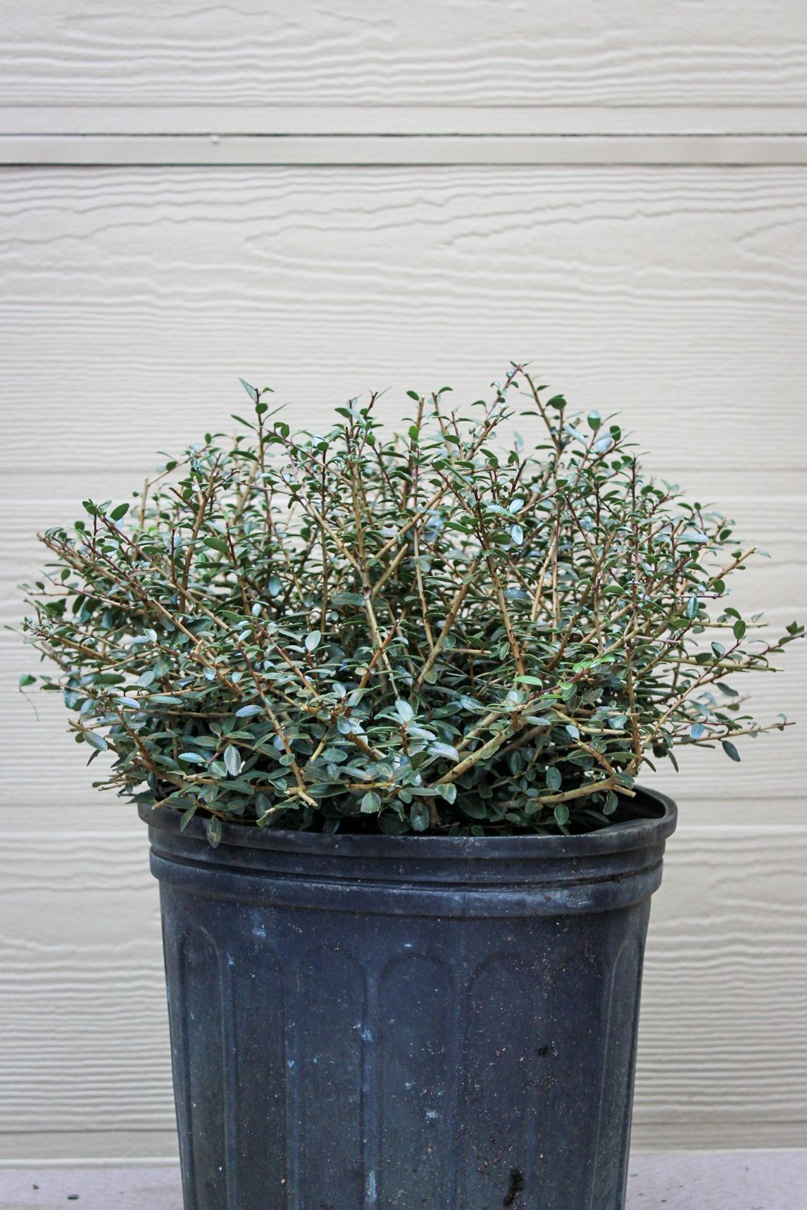 Ilex Shilling