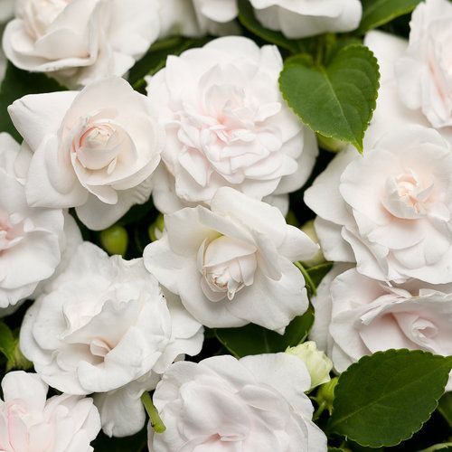 Impatiens Rockapulco White