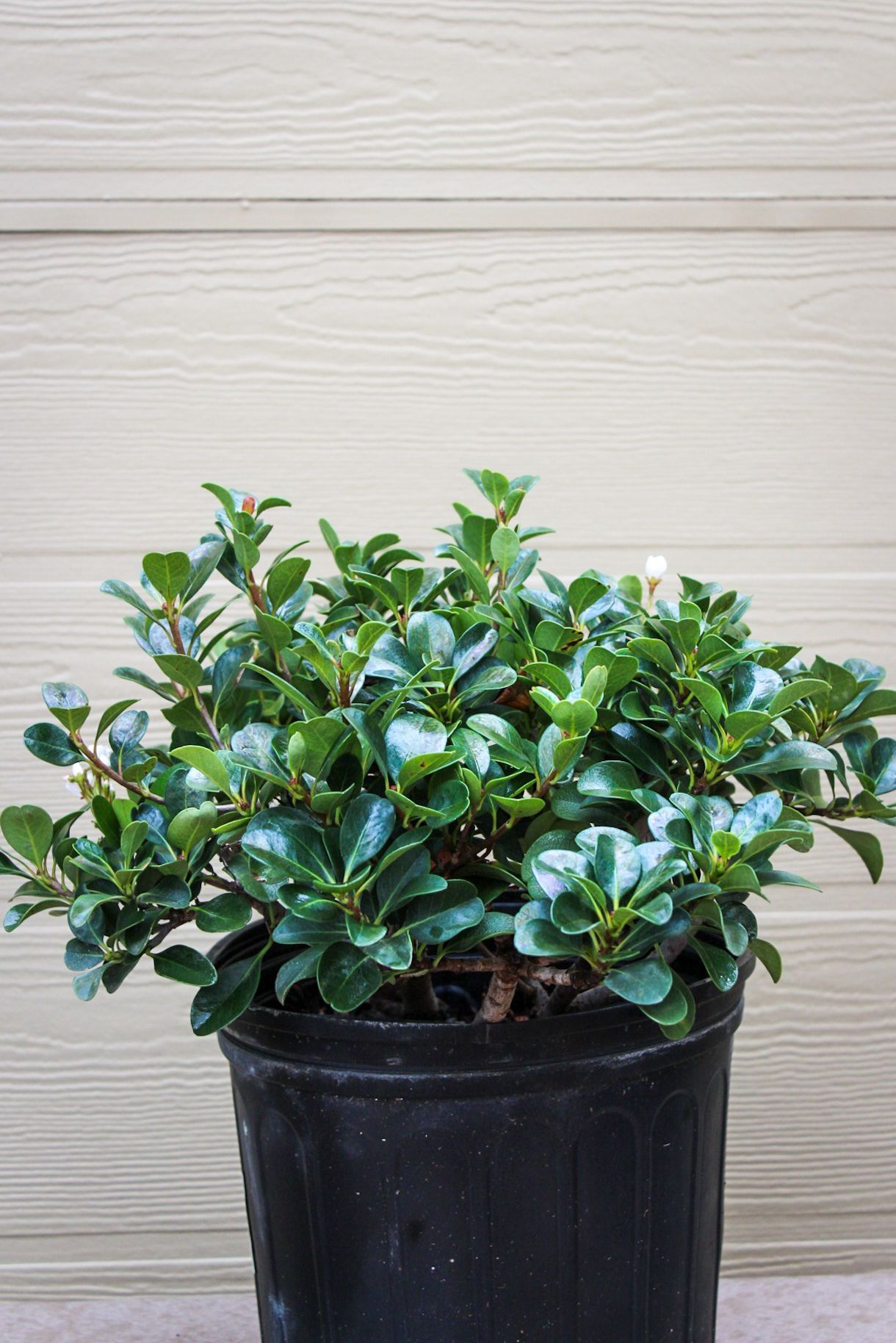 Indian Hawthorn