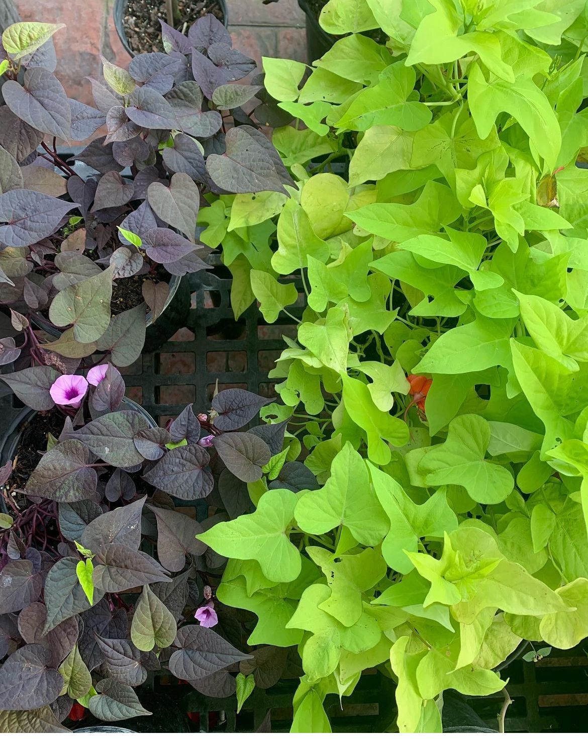 Ipomoea Sweet Potato Vine