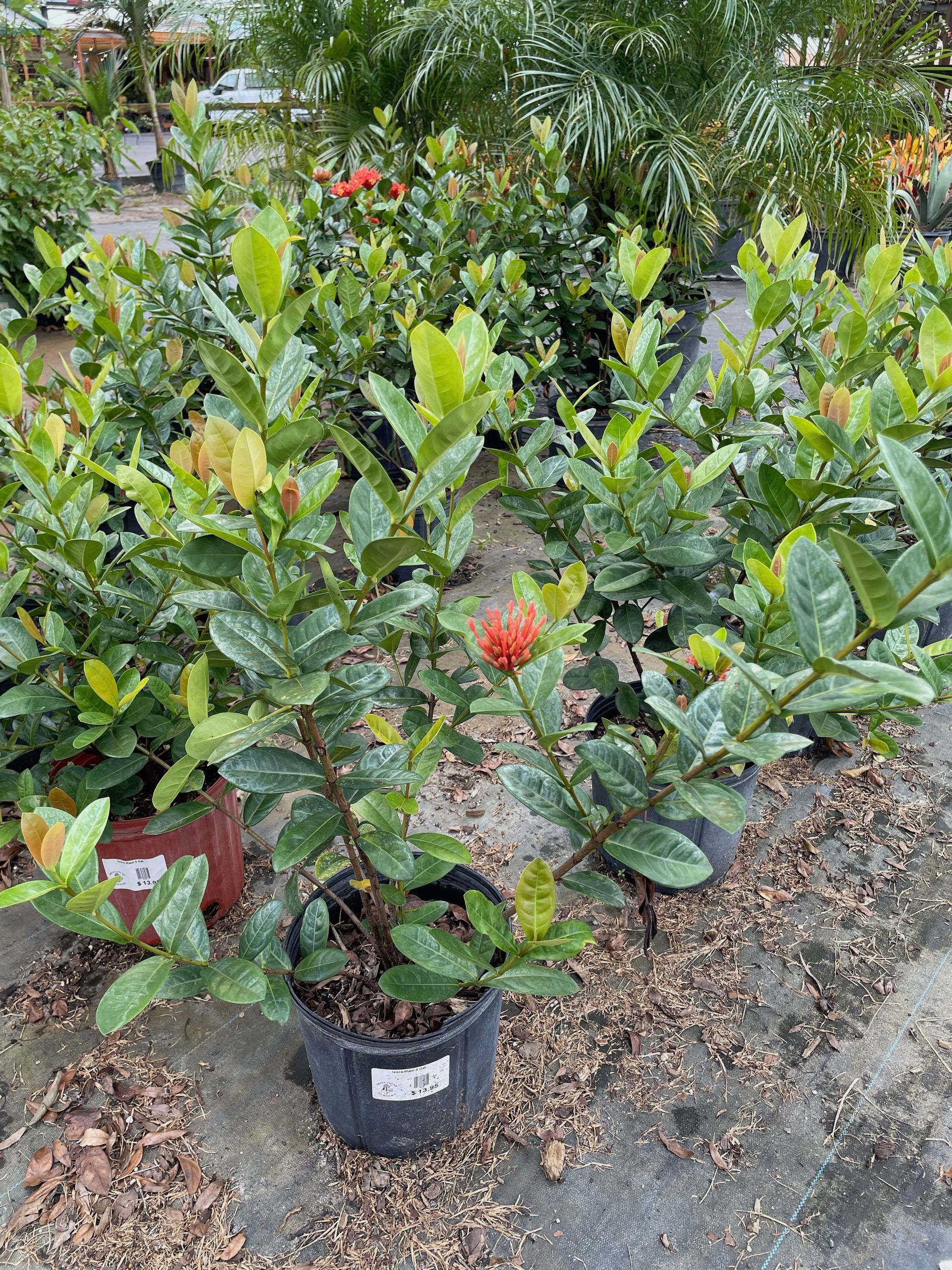 Maui Ixora