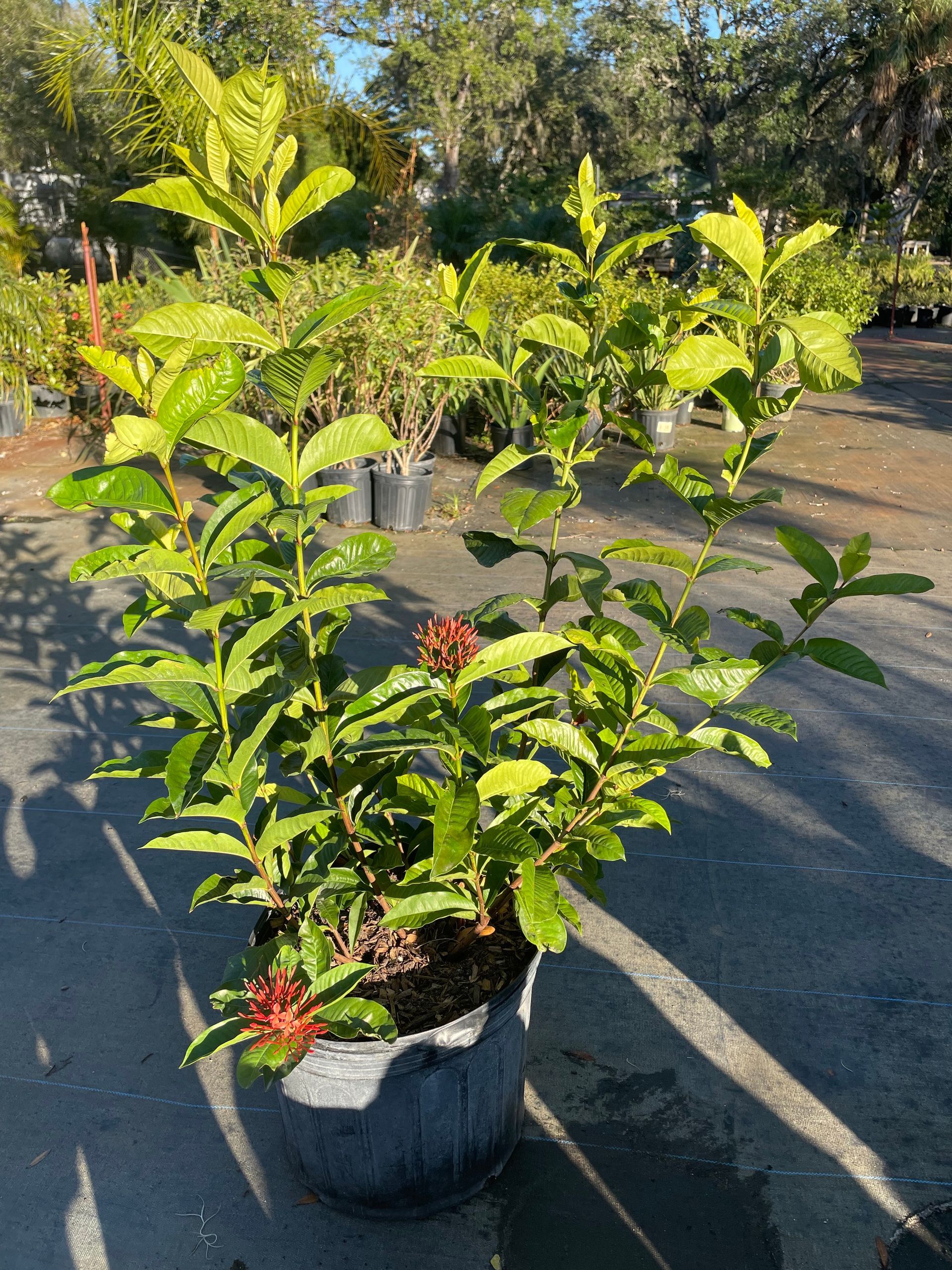 Nora Grant Ixora