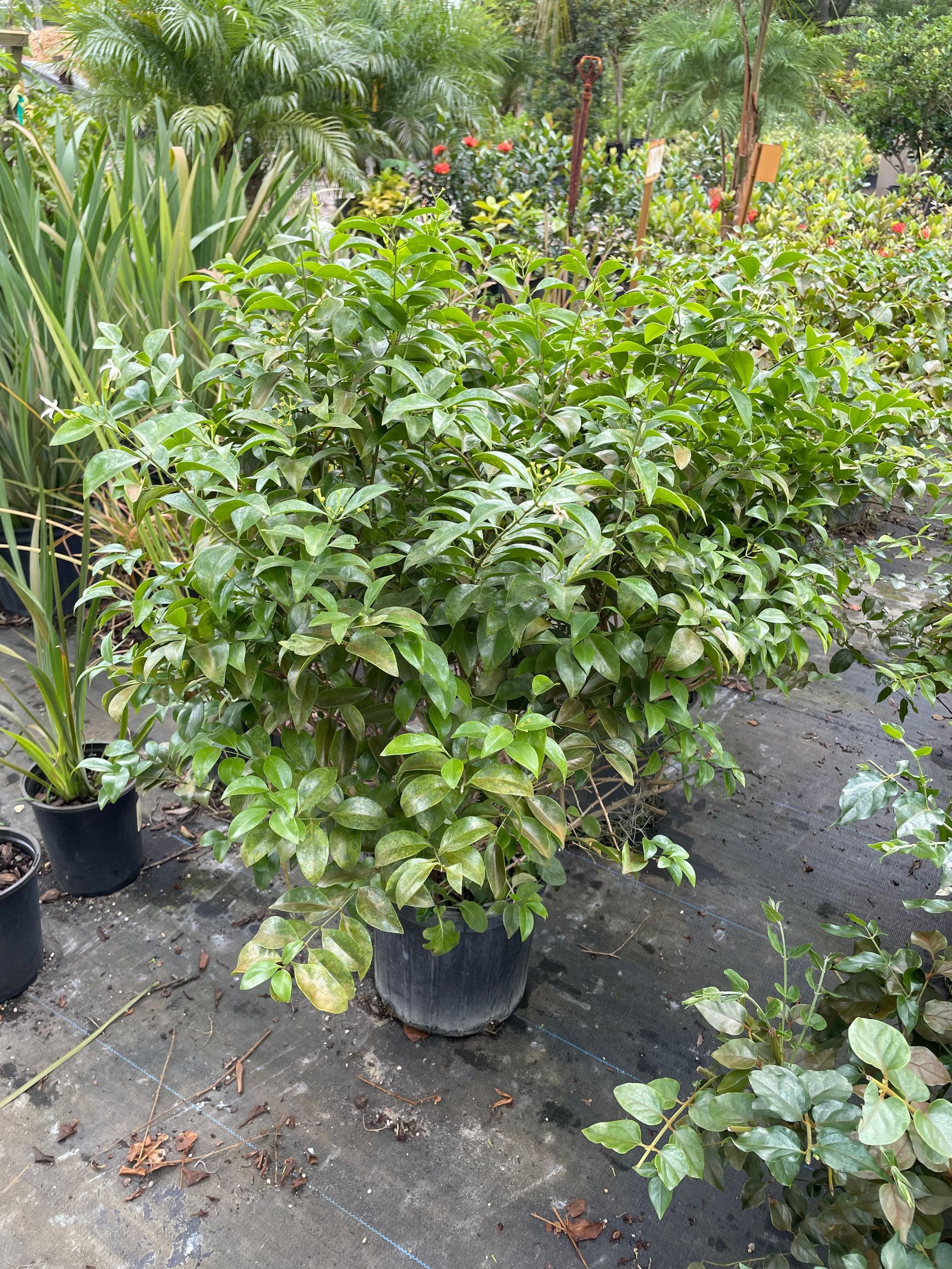 Downy Jasmine