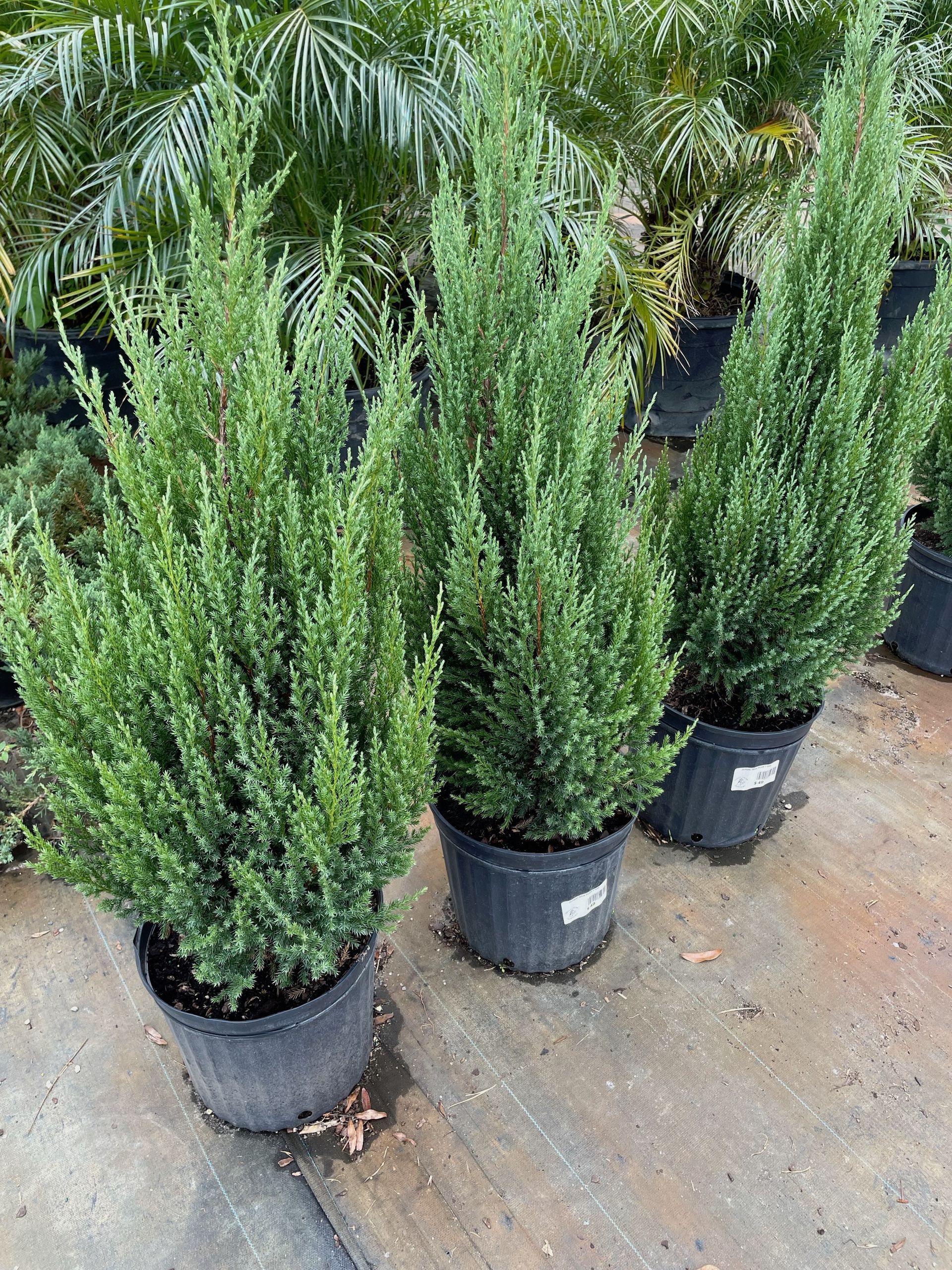 Blue Point Juniper