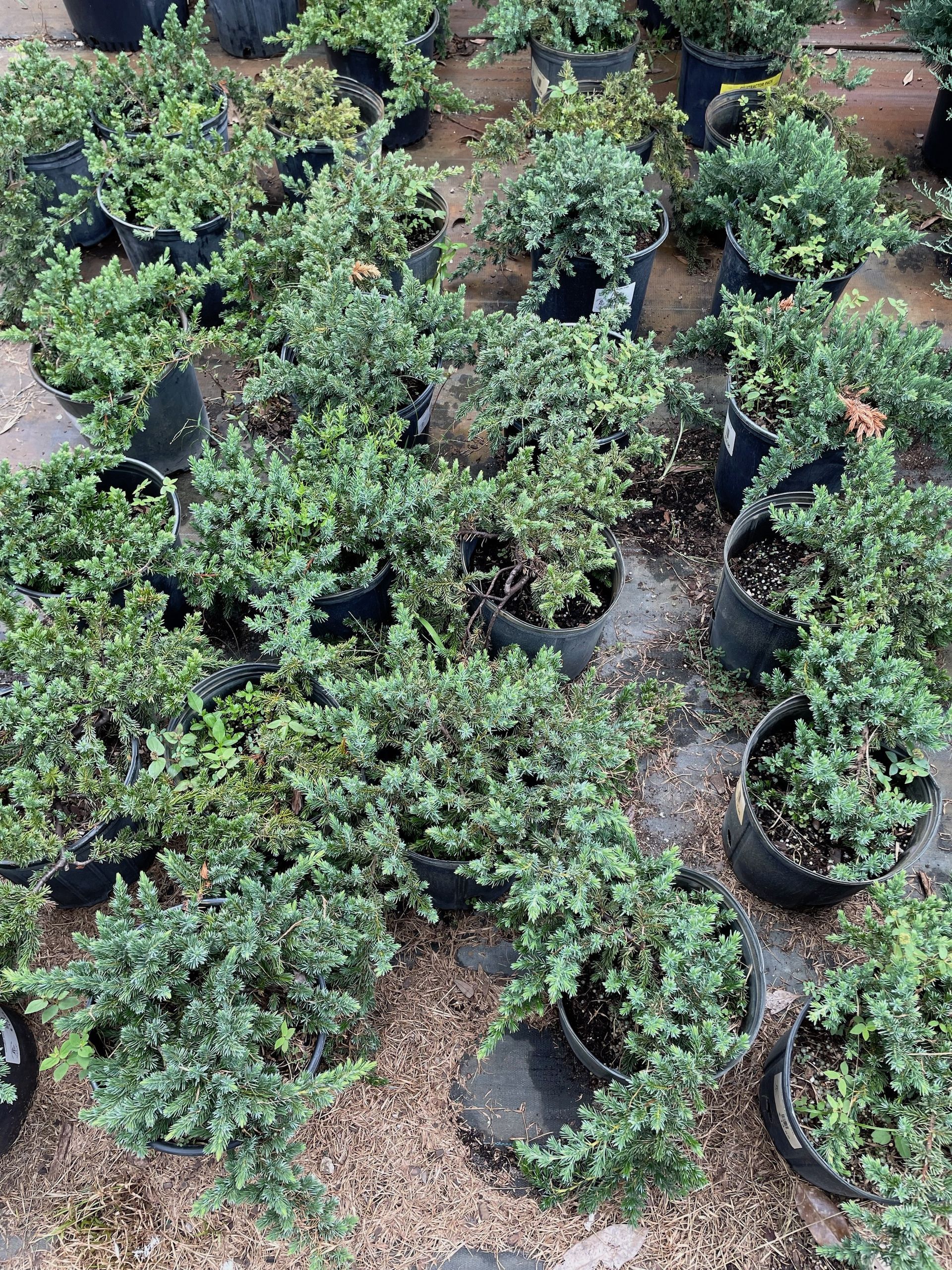 Parsonii Juniper