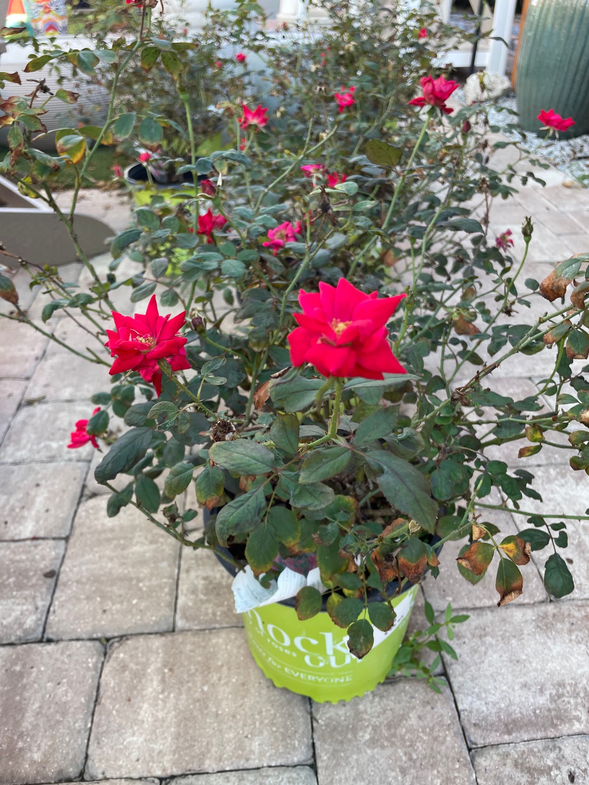 Knock-Out Rose