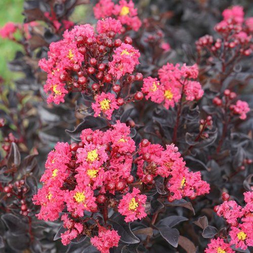 Center Stage Pink Crape Myrtle