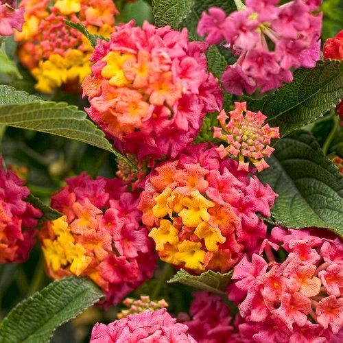 Luscious Lantana Berry Blend
