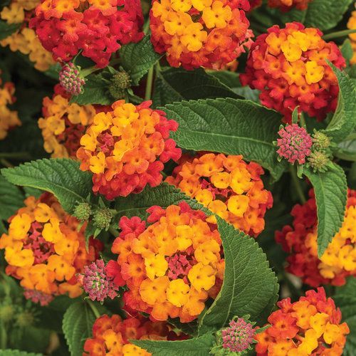 Luscious Lantana