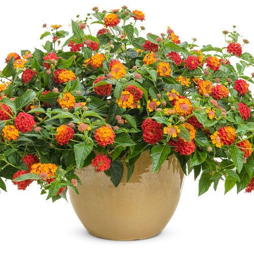 Luscious Lantana Pot