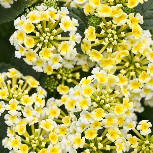 Luscious Lantana Yellow White
