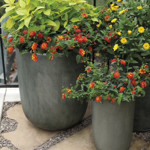 Luscious Lantana Group Shot